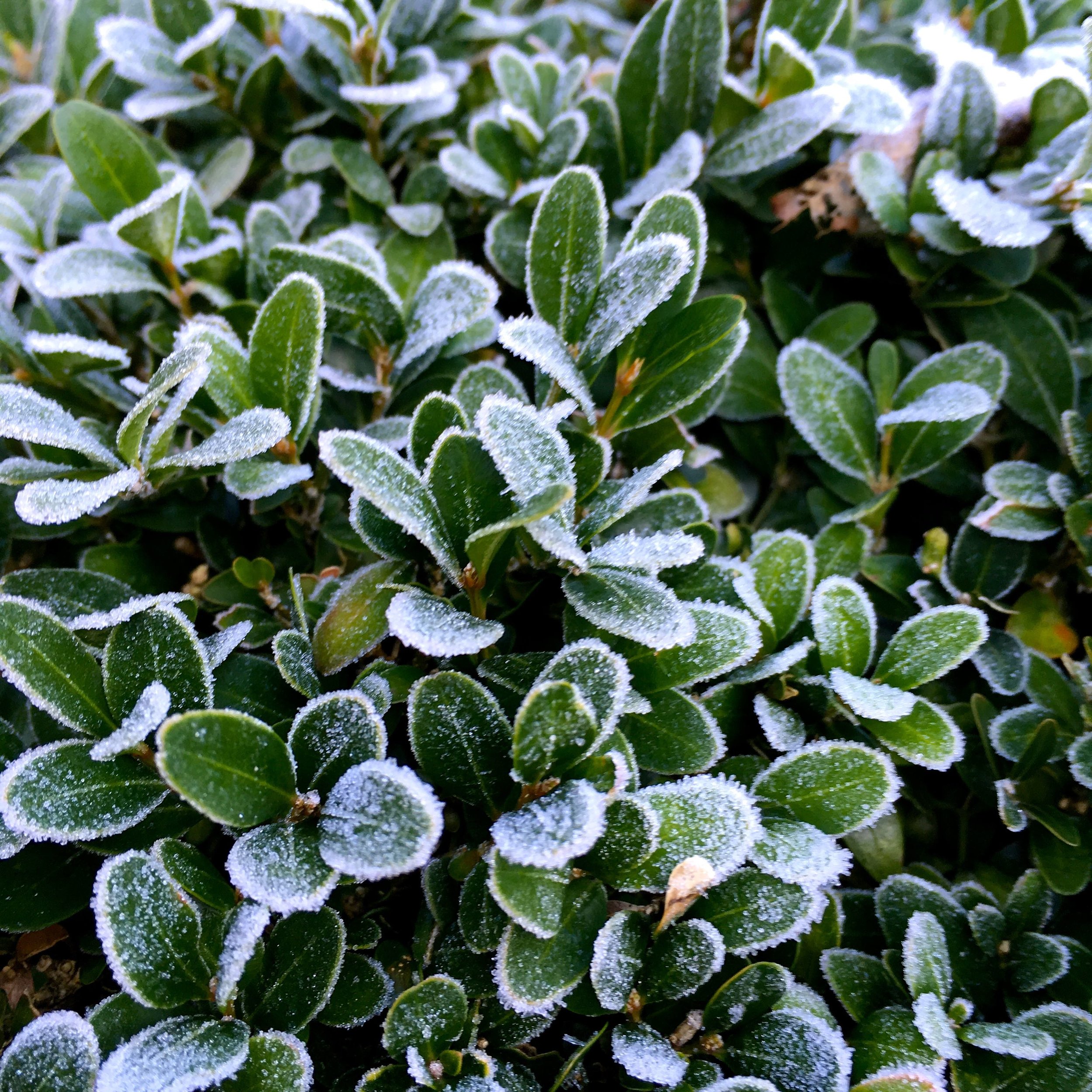 Box and frost