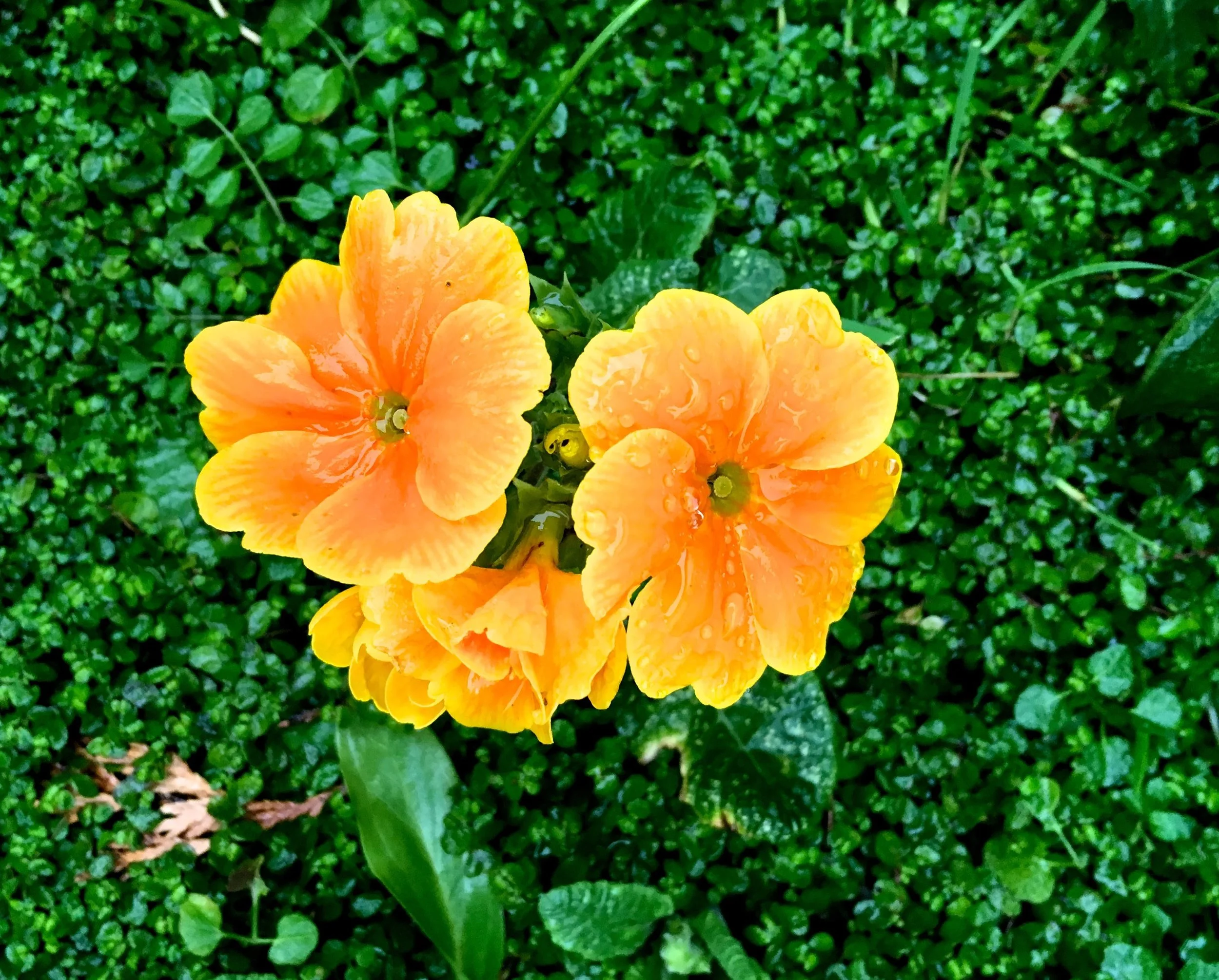 primulas surrounded by mind your own business