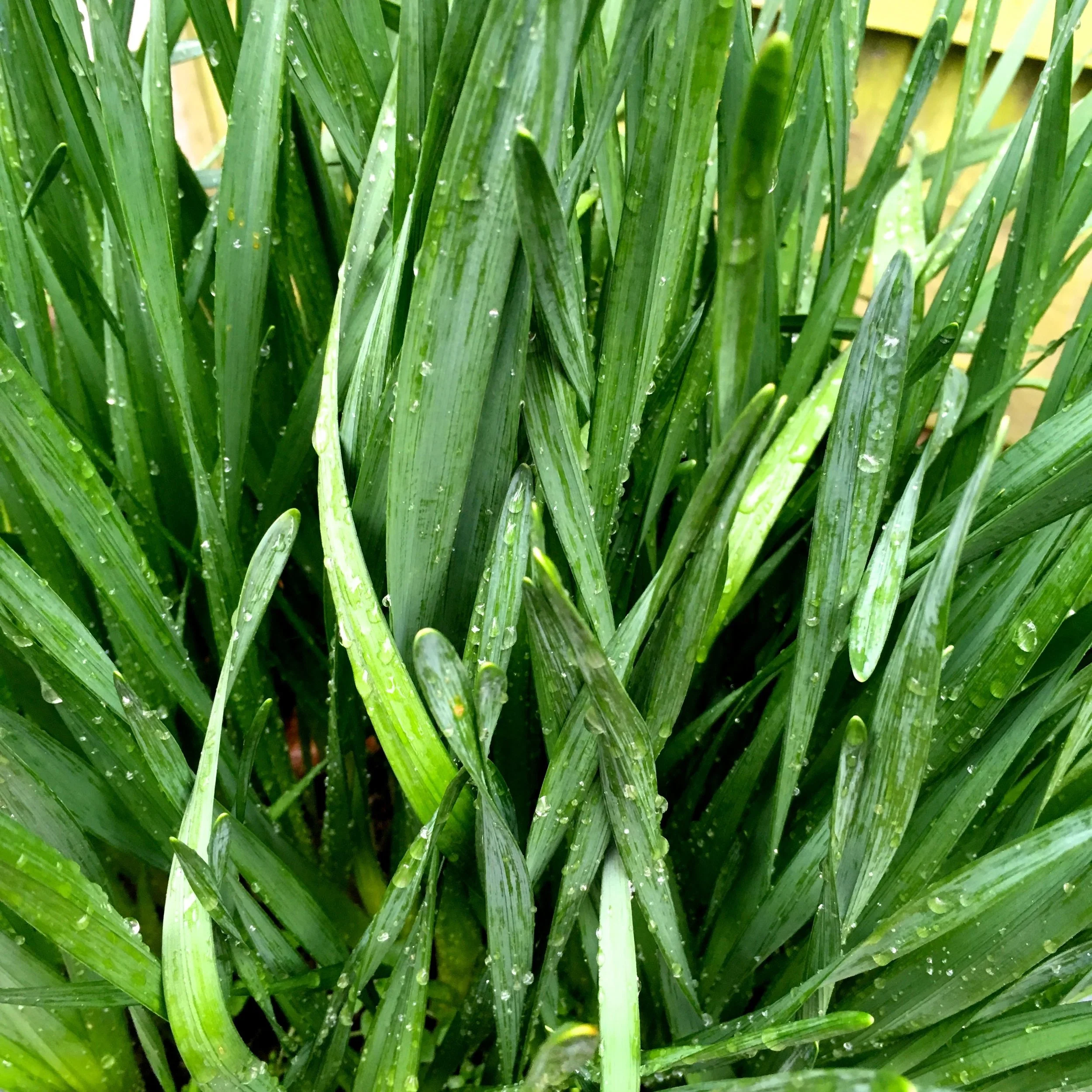 A bucket full of bulb growth