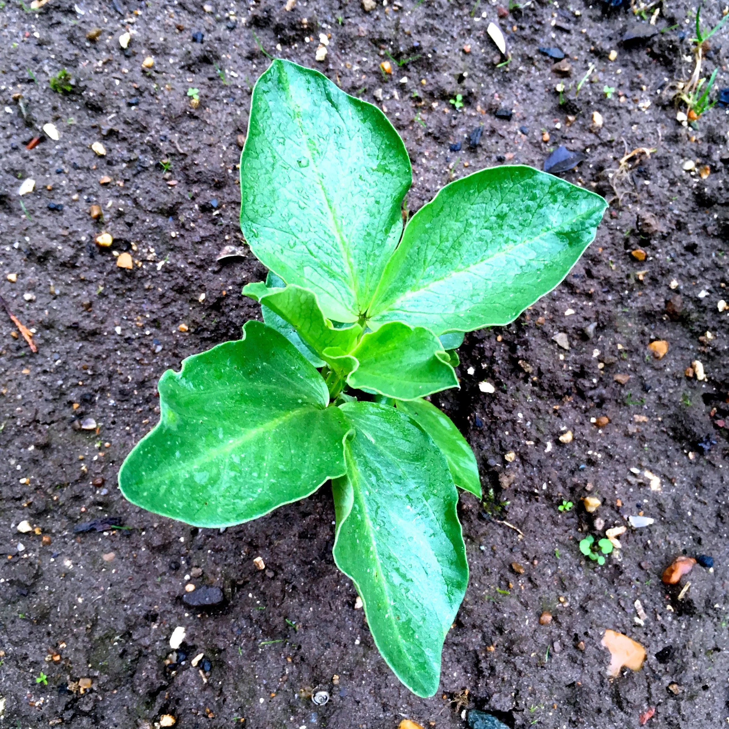 Broad beans almost five inches or so hight