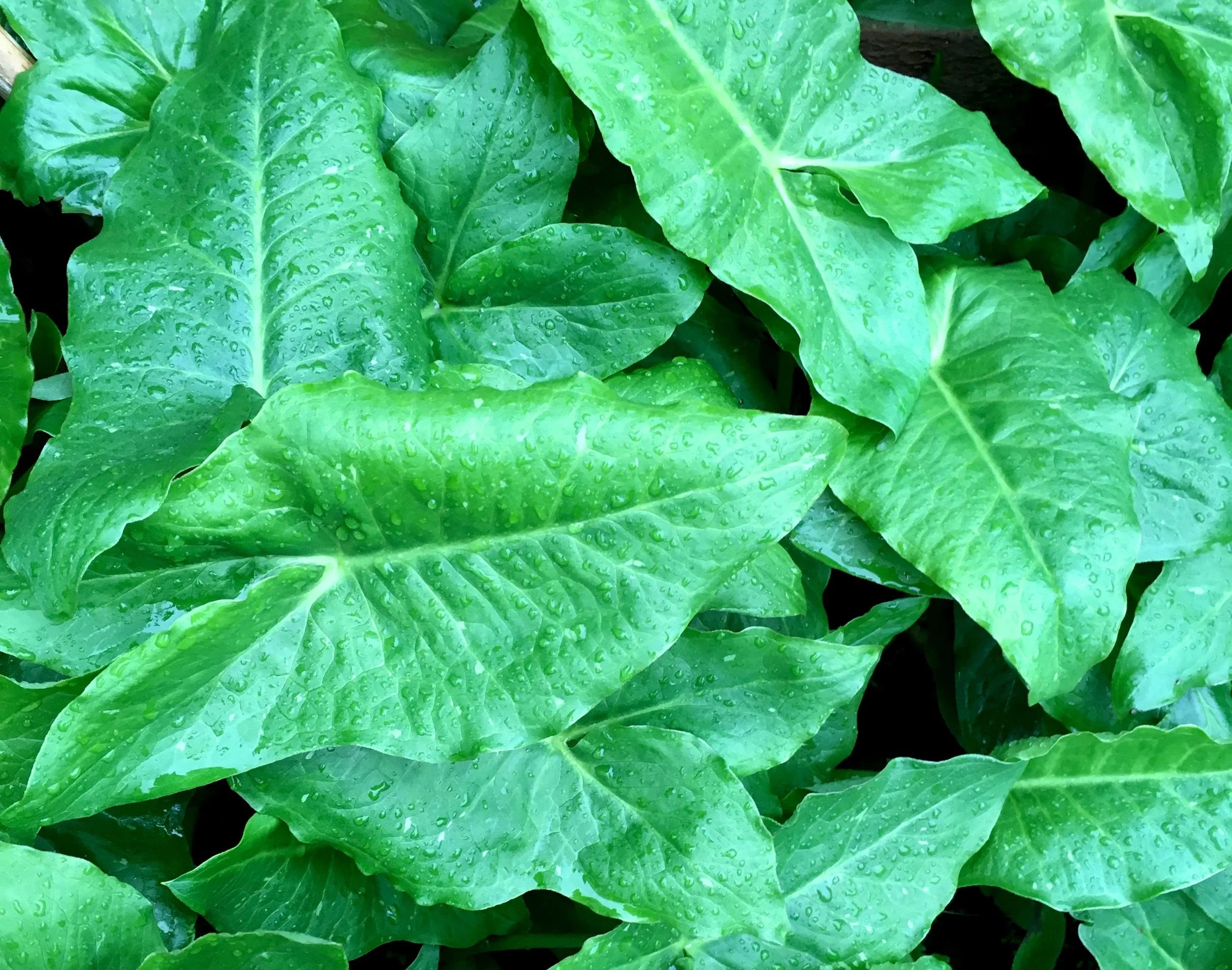 Lushness in leaf growth