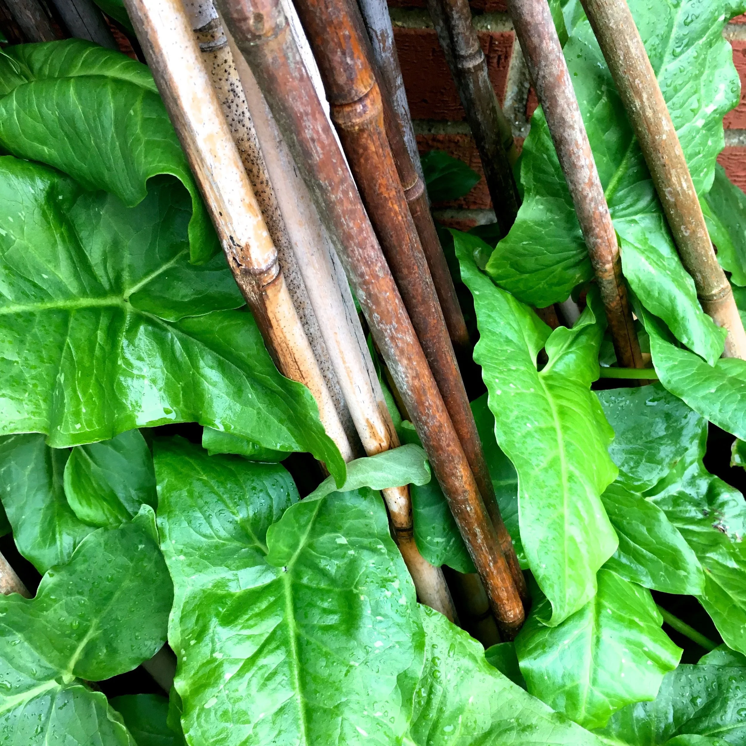 canes being enveloped by the lush green leaf growth