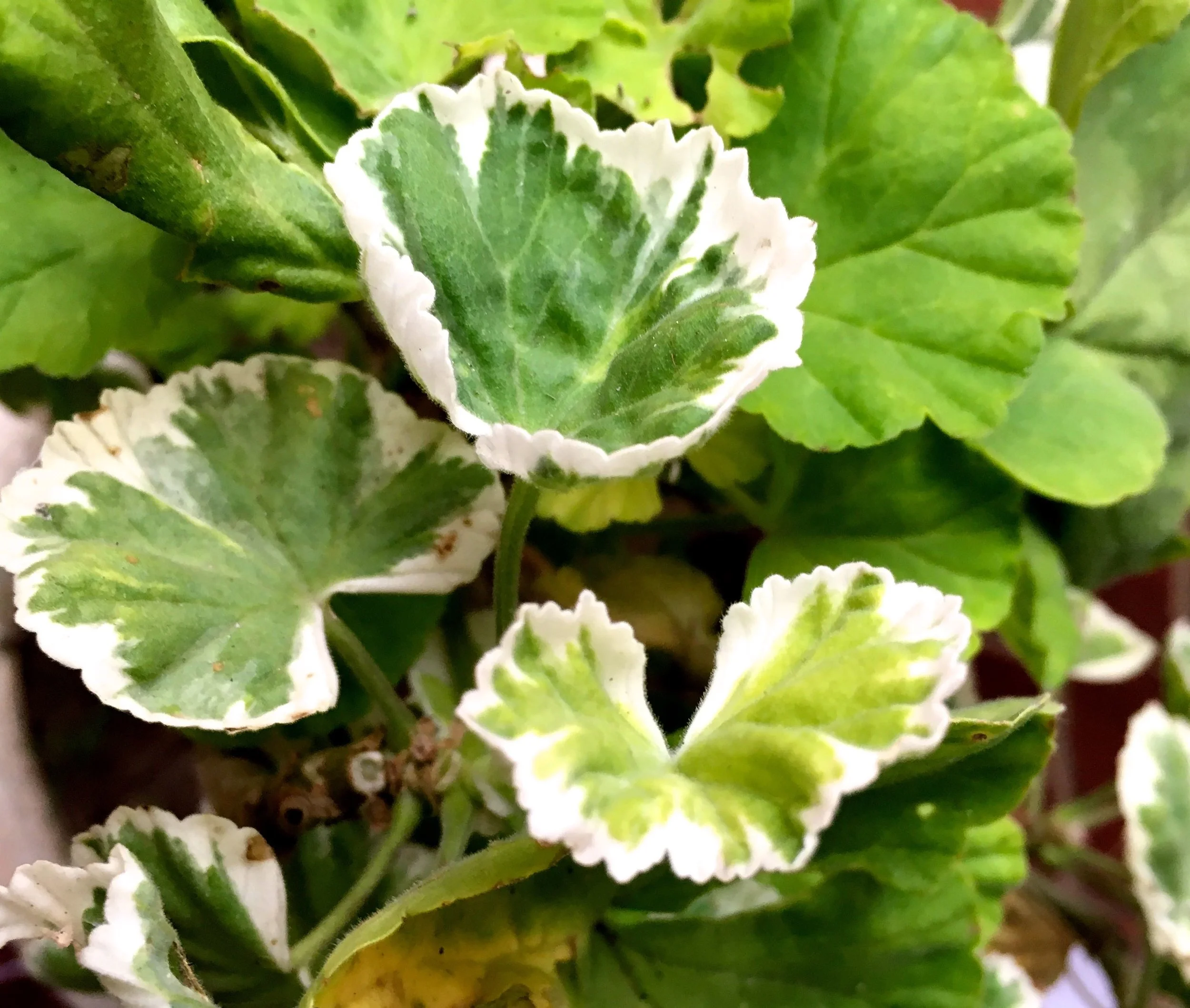 Quite the hardy geranium, and still going strong