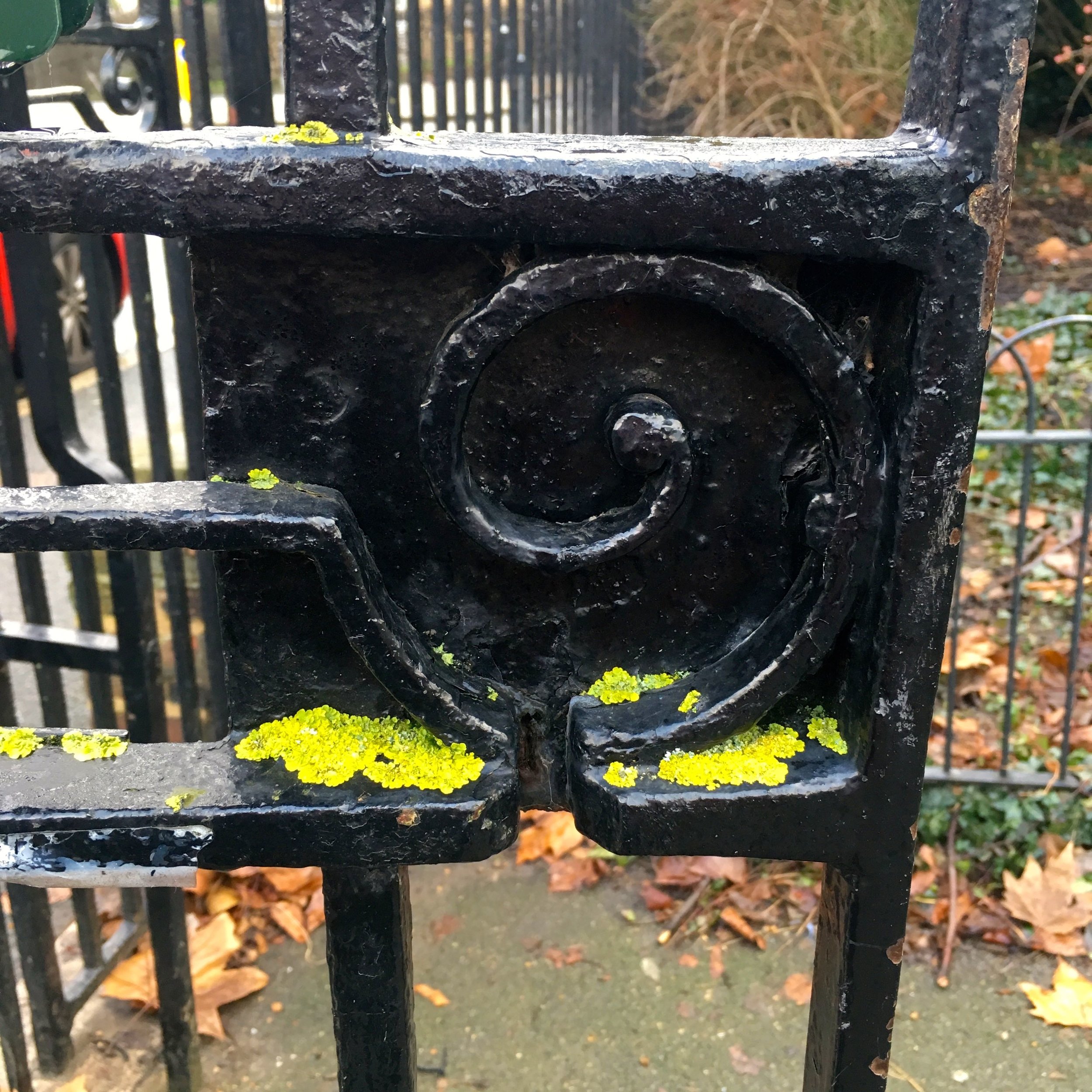 Lichen and ironwork, what's not to like?