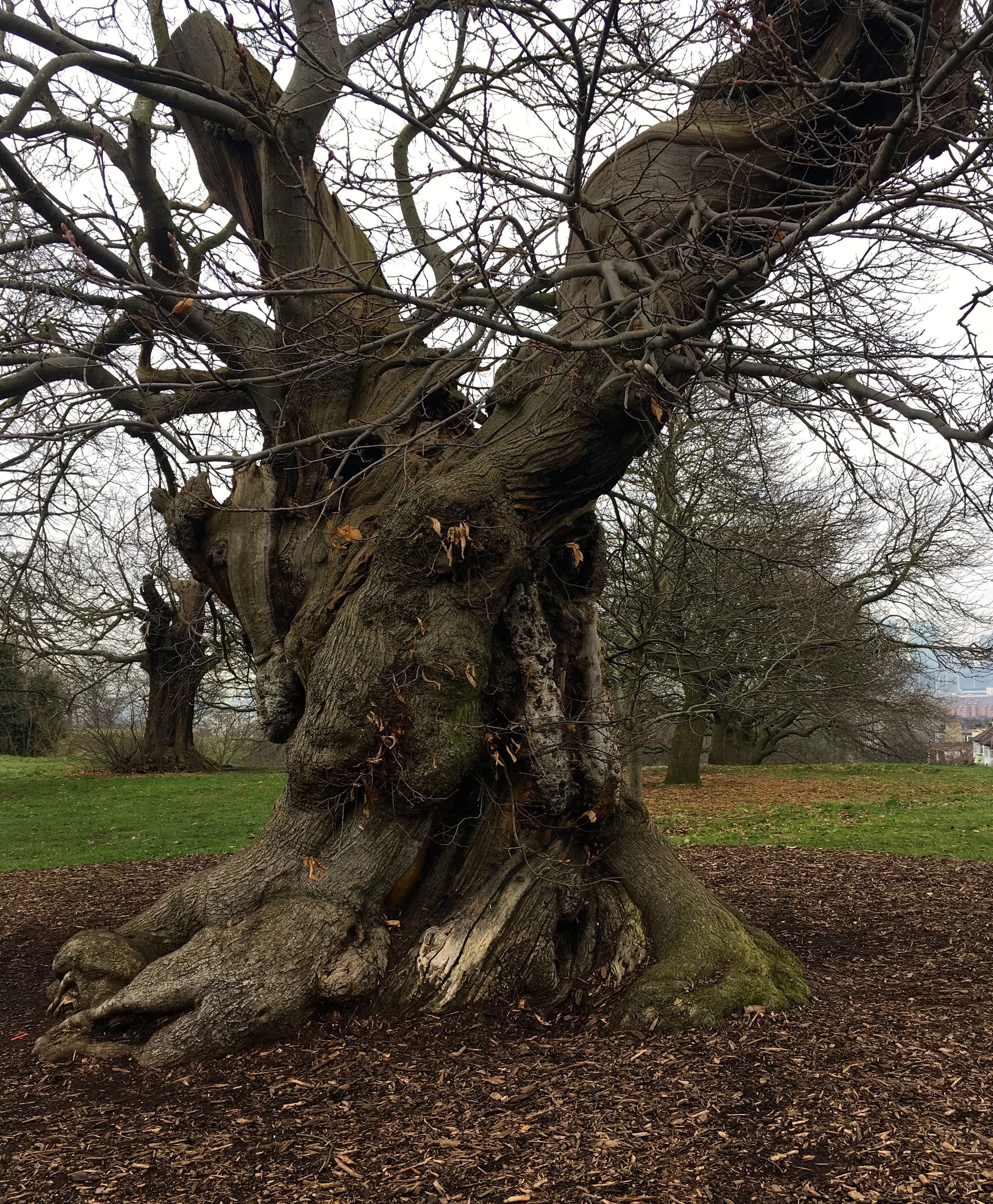 gnarly and large tree trunks