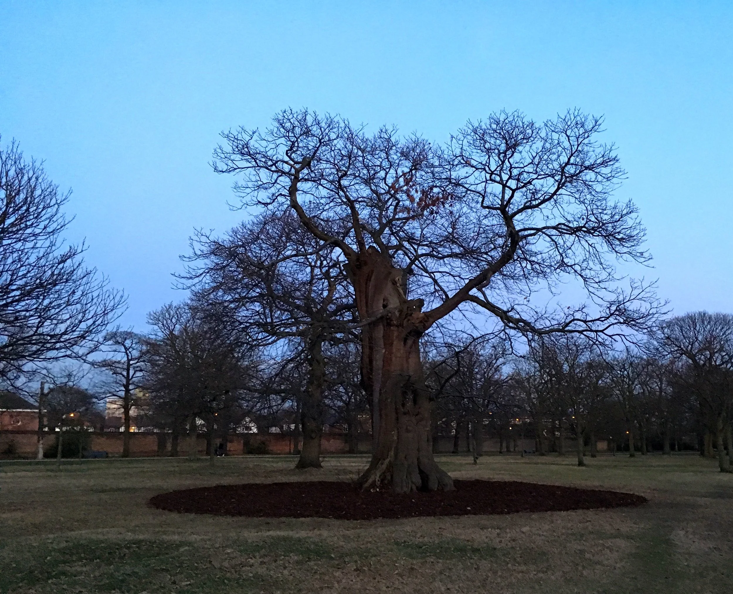 Blue skies, bare trees and mulched earth