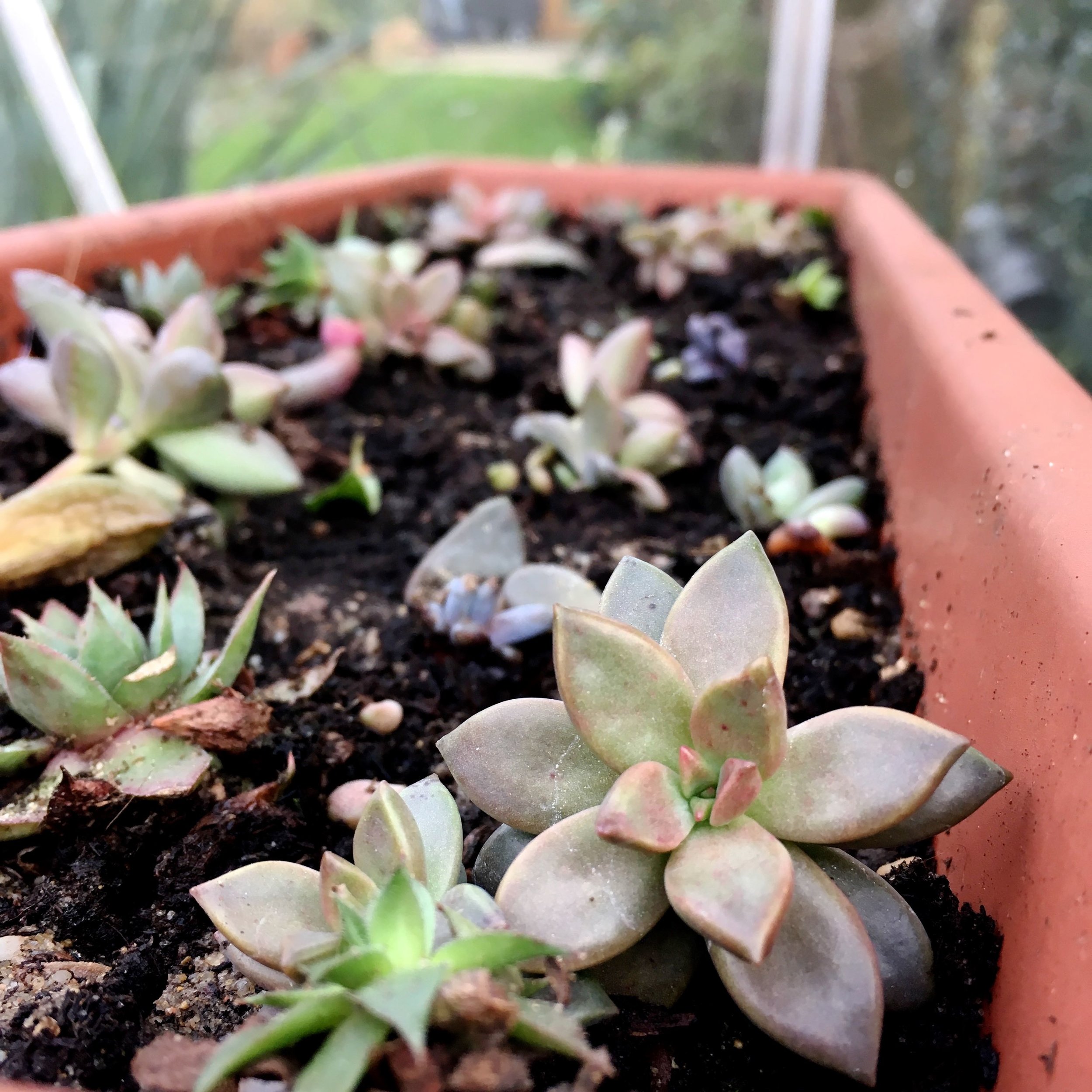 succulents in a trough, in the greenhouse to avoid unwanted interference by the local squirrel population