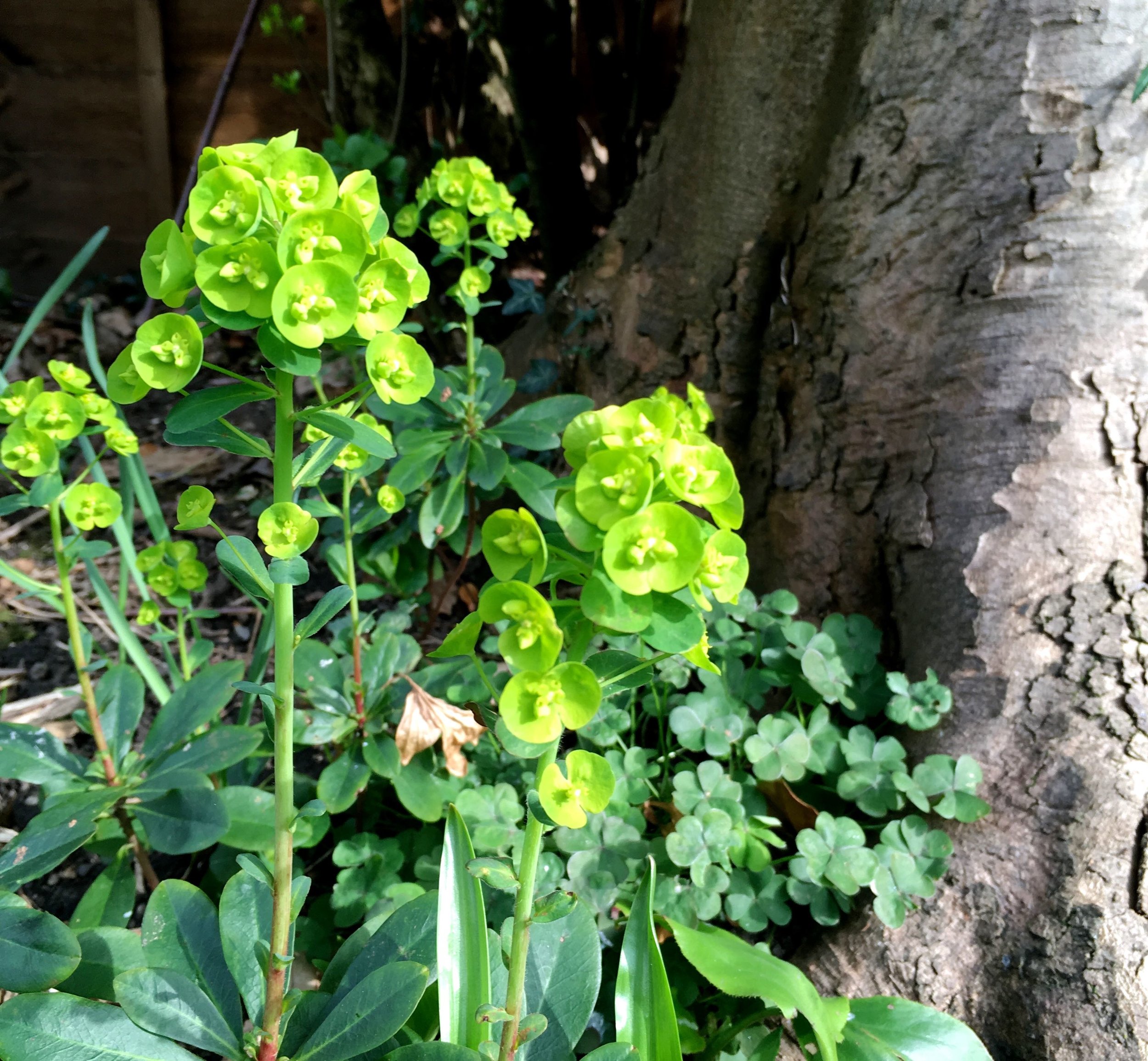 euphorbias are great growing  in shade and underneath trees