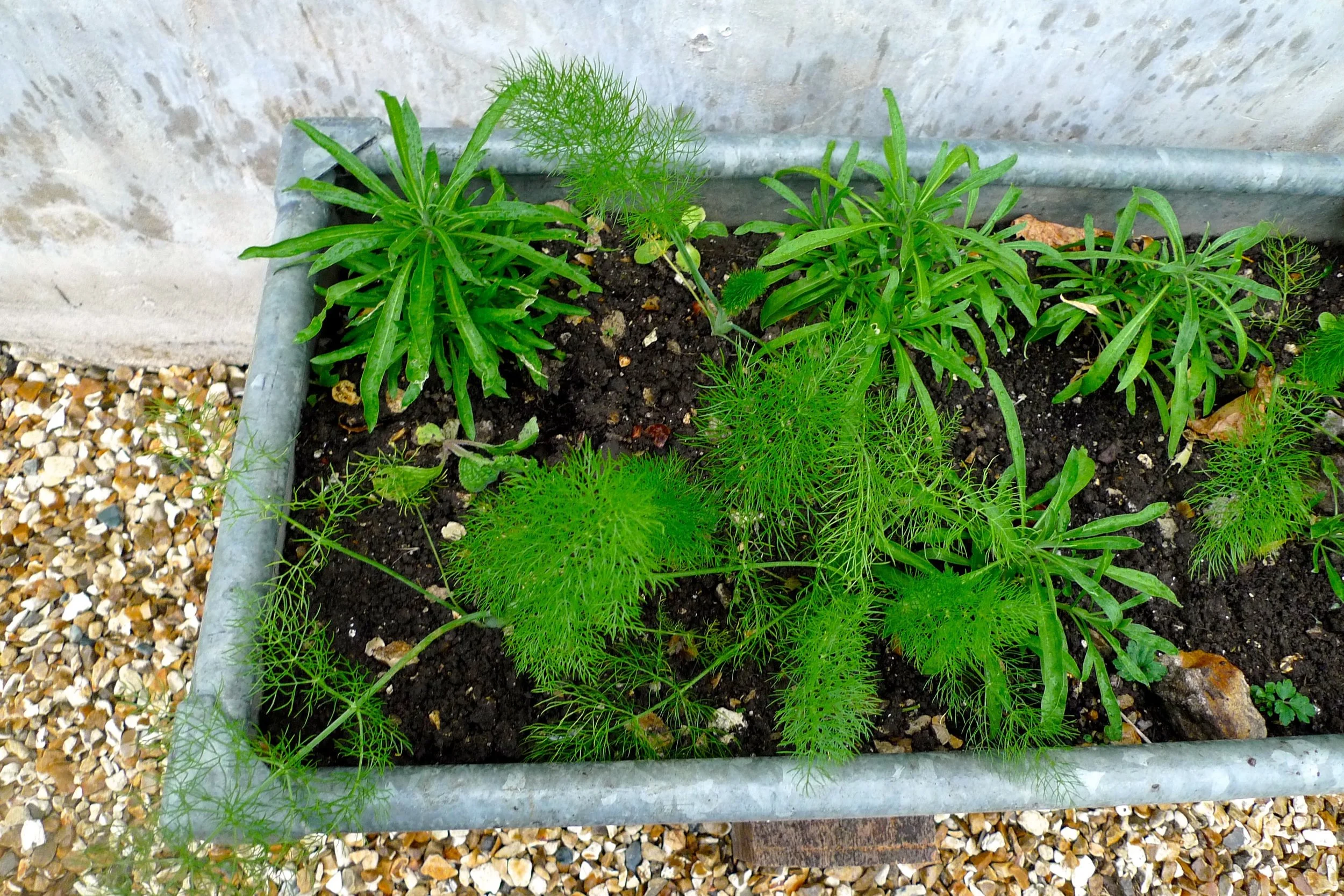 a herb trough with dill and wallflowers