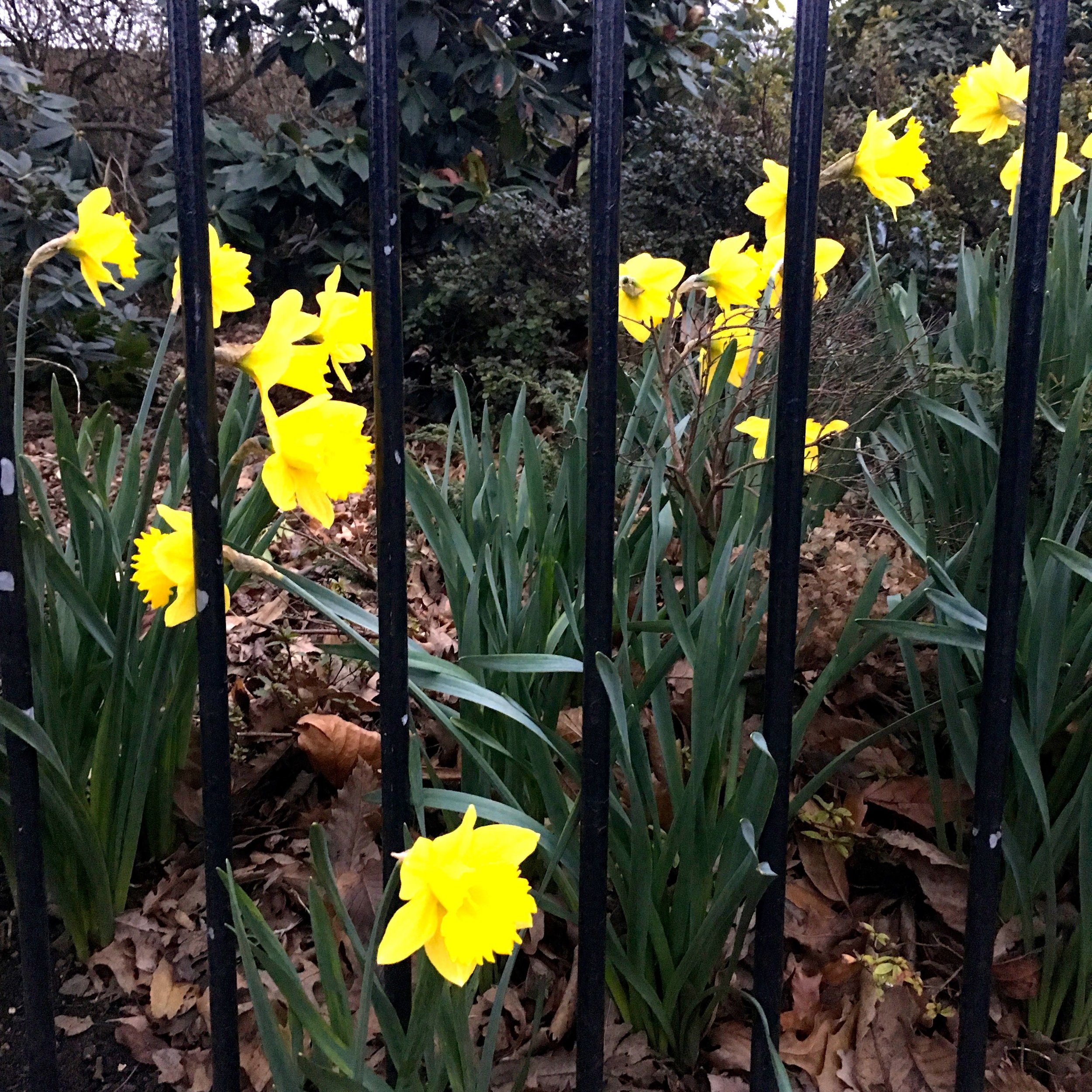 Spring favourites - daffodils - everywhere, these are behind railings rather than caged!