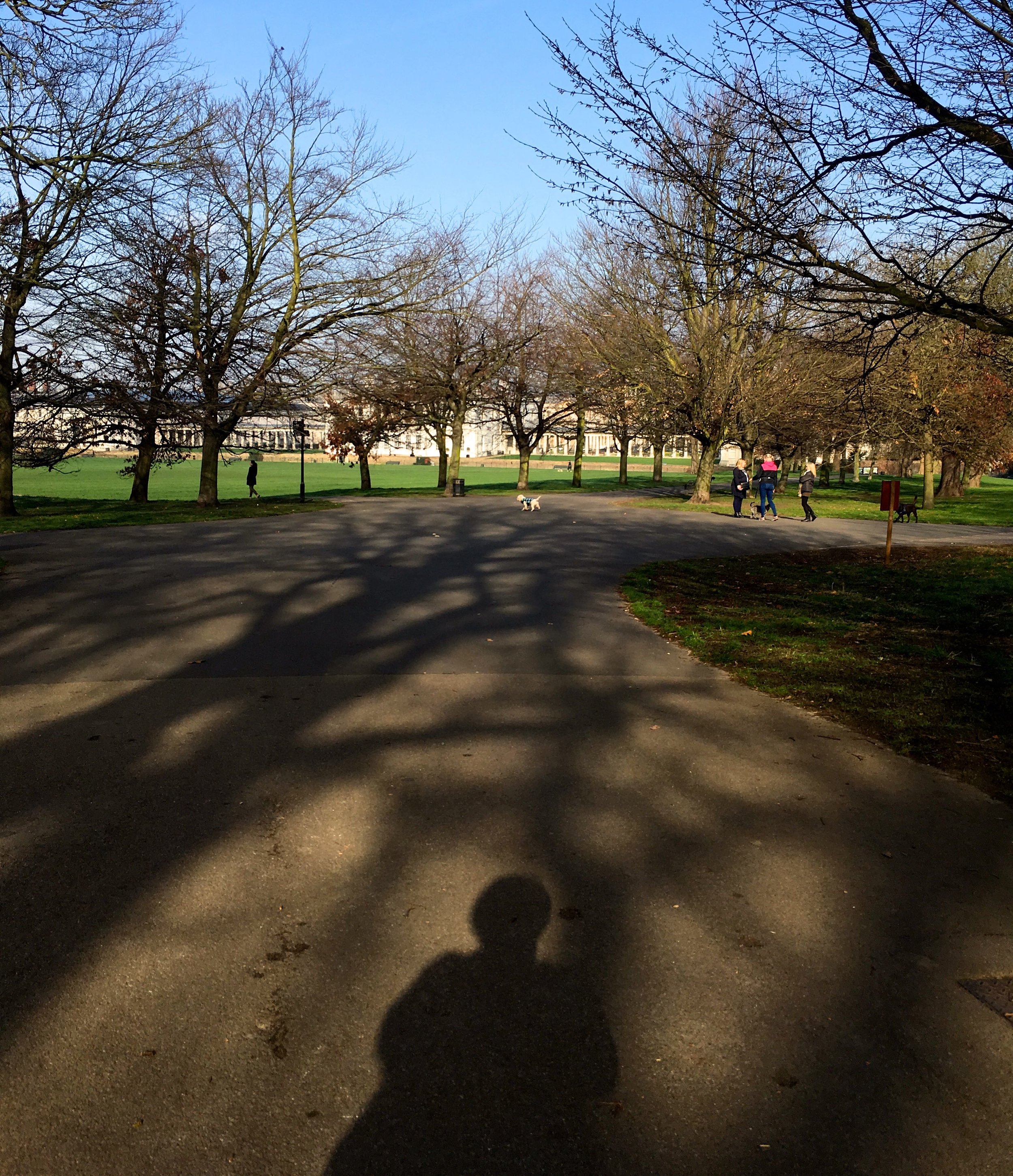 sun and shadows on my walking commute through London's Greenwich Park