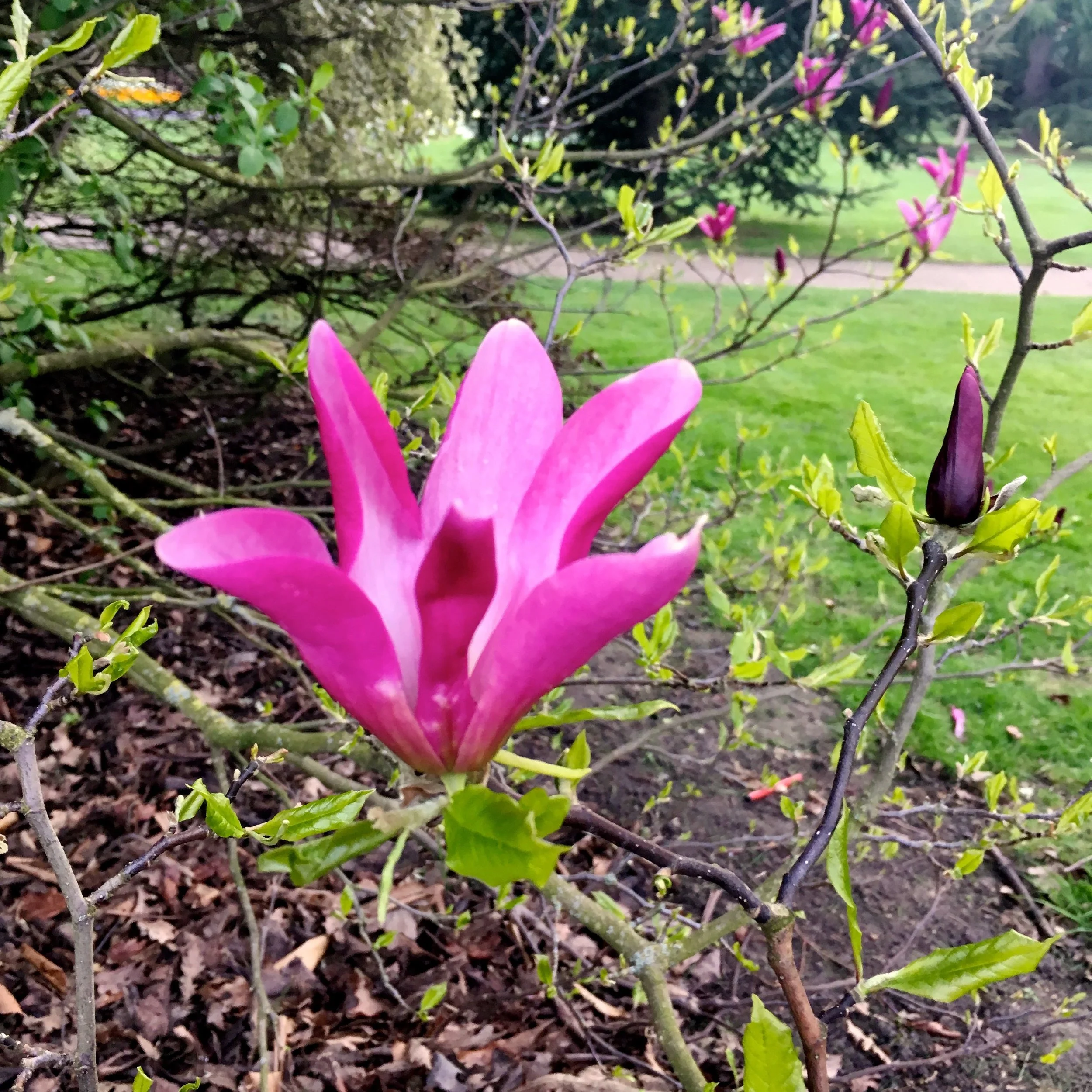 a pink magnolia in bloom in the flower garden at Greenwich Park