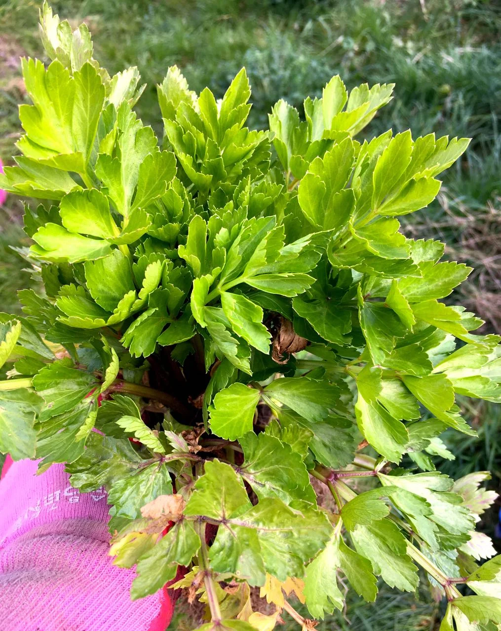 It looks like celeriac