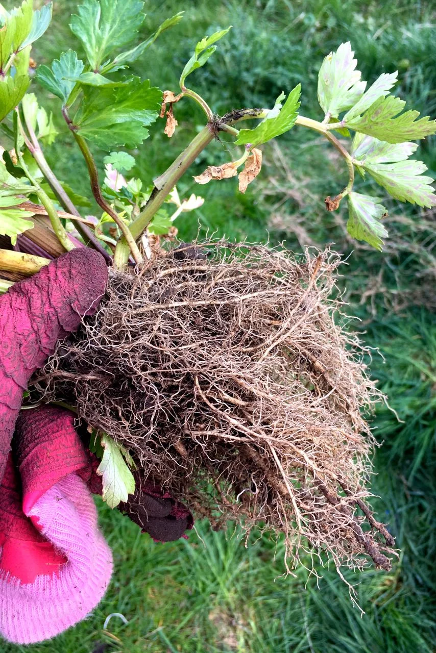 It's looking less like a celeriac now