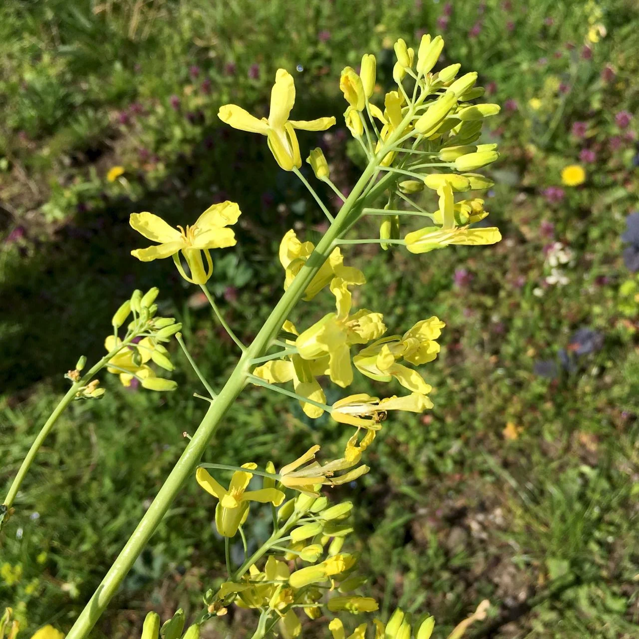 flowering kale, pretty but not so edible