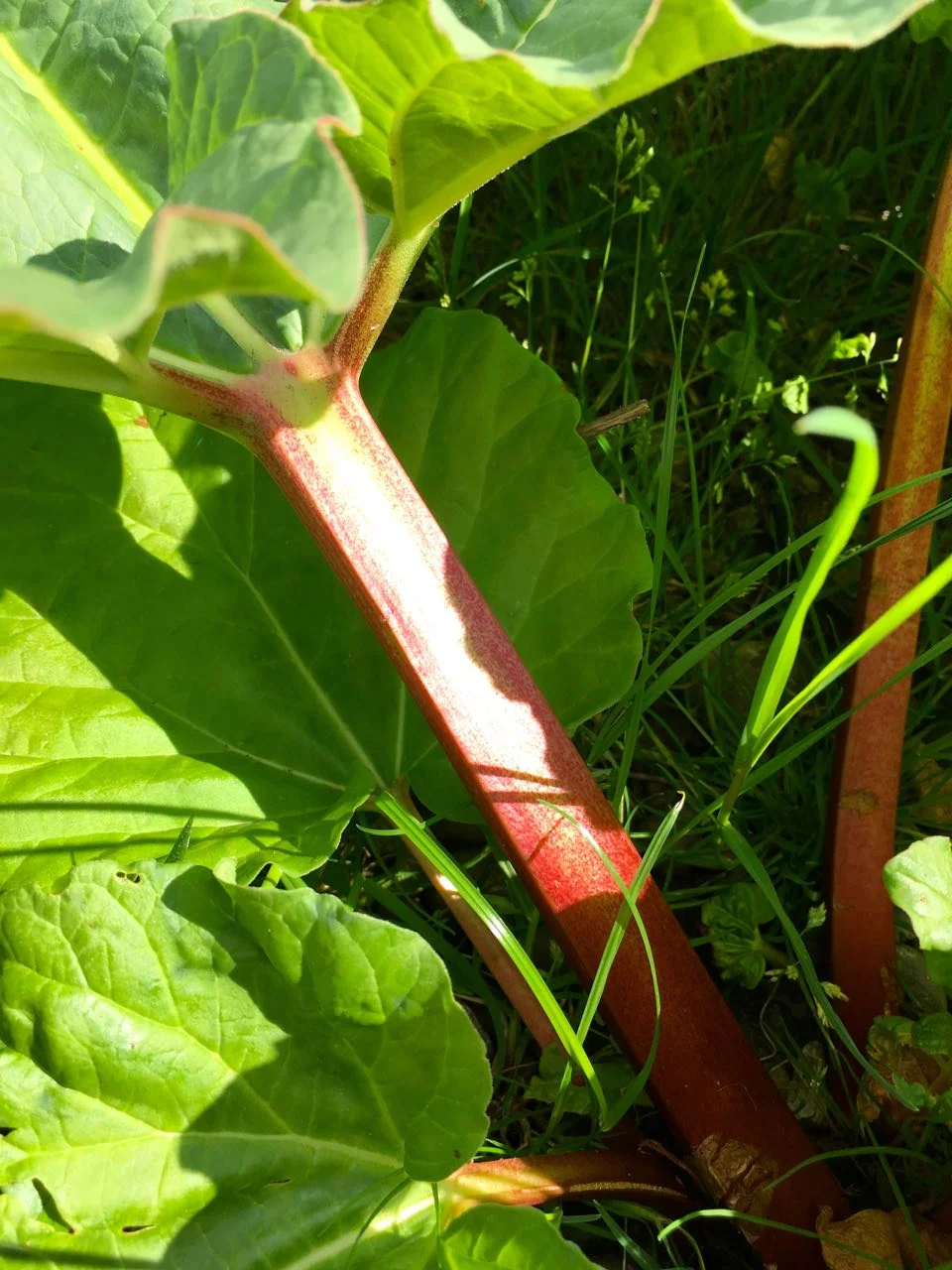 rhubarb on the way