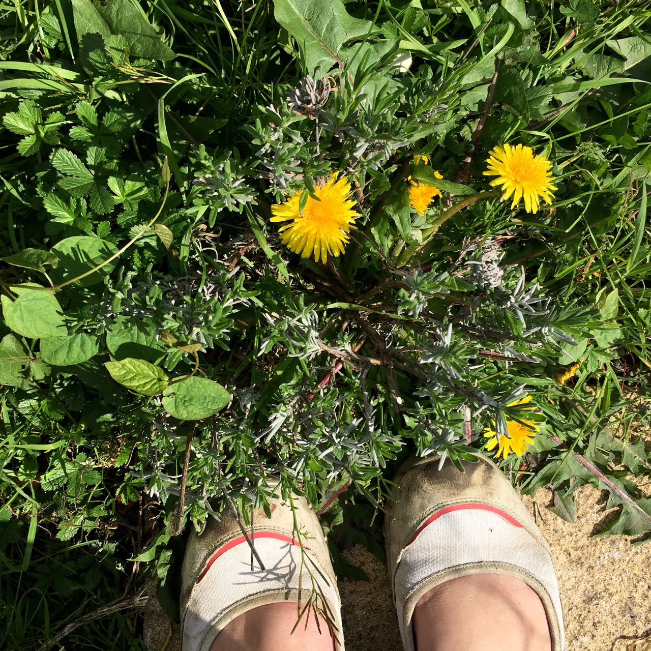 weeds and grass among the lavender and pretty much everywhere else