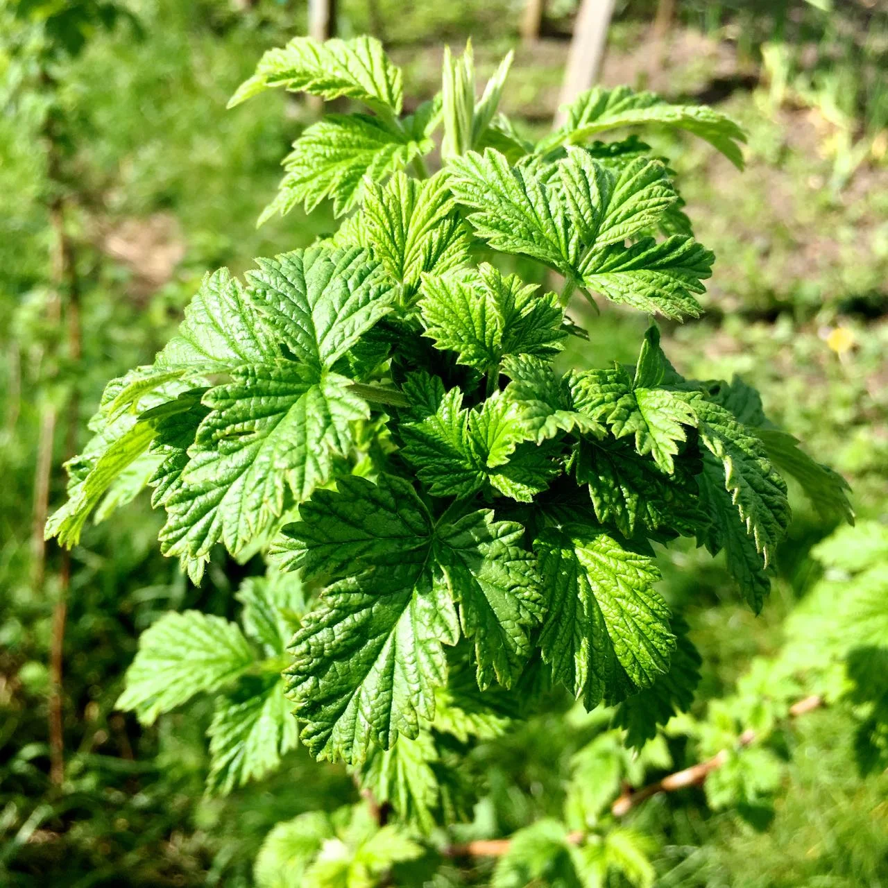 looks like we might be successful with raspberries this year