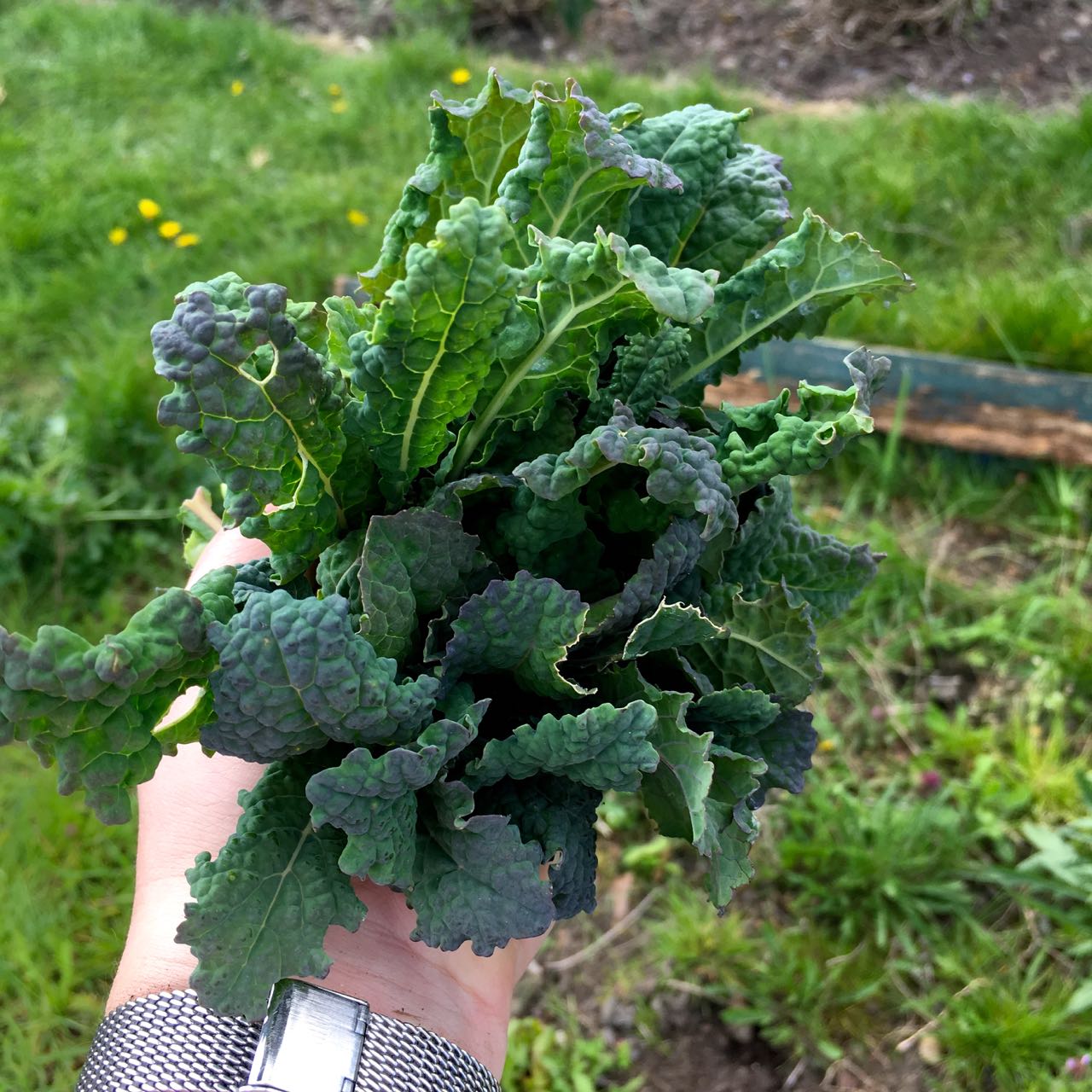 a handful of cavolo nero