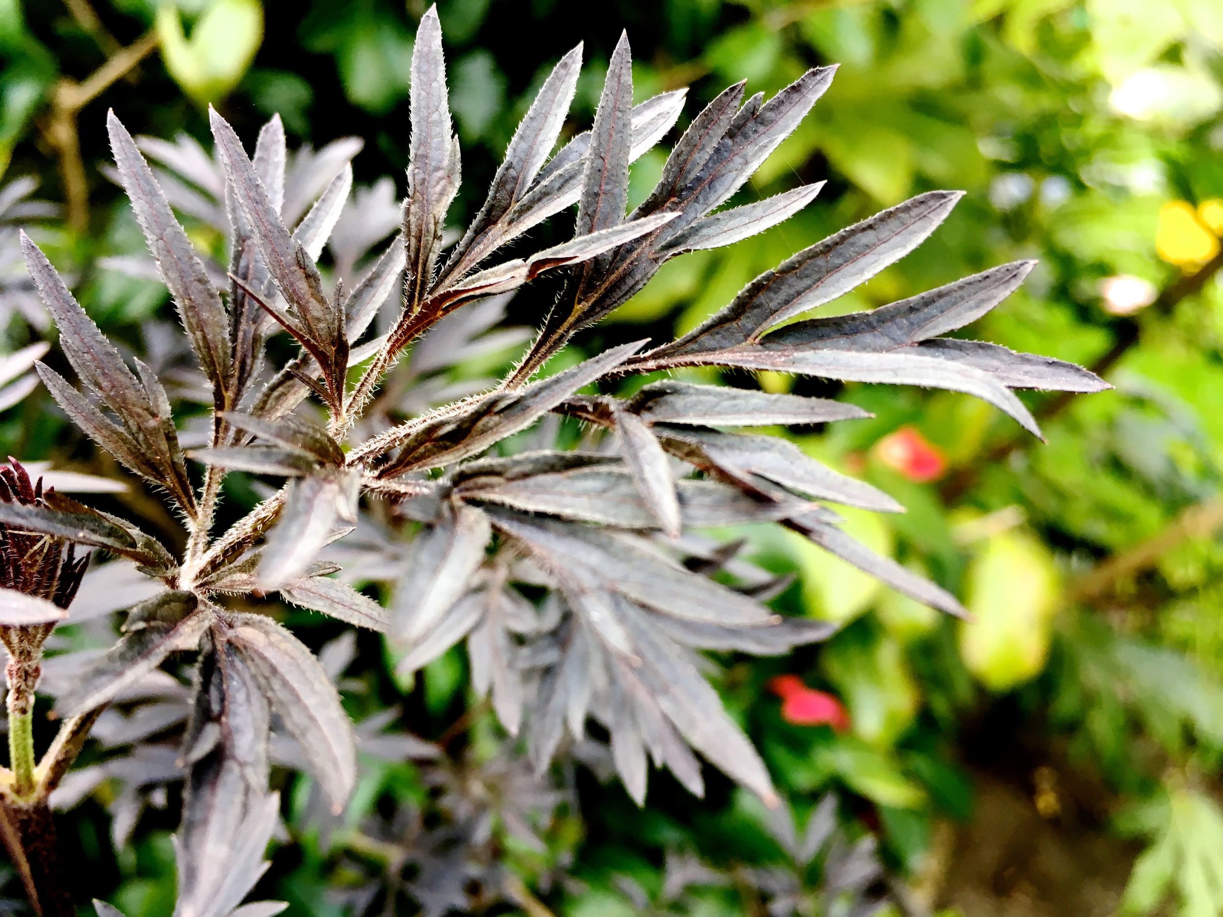THE BLACK ELDERFLOWER