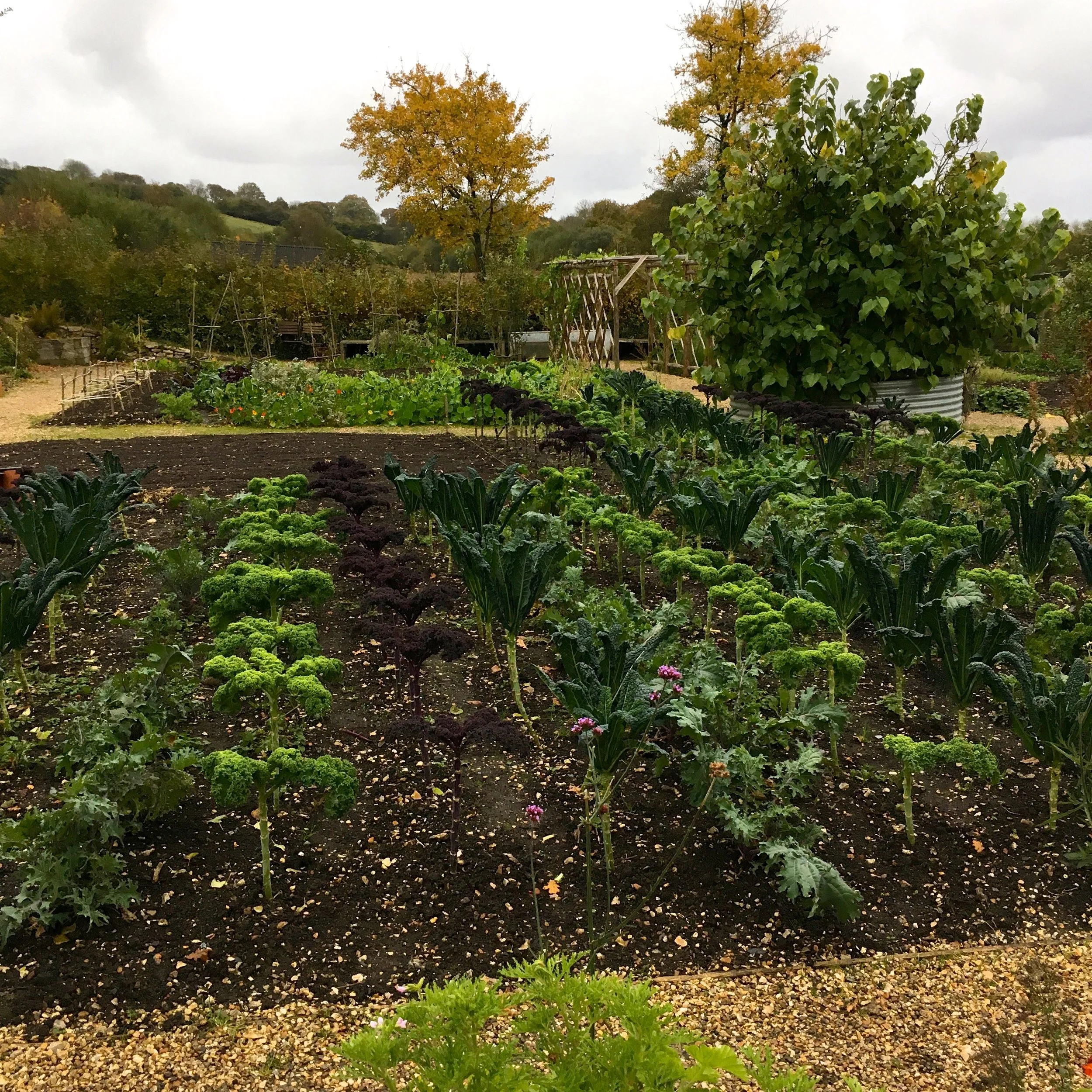 The Garden At River Cottage Hq Life At 139a