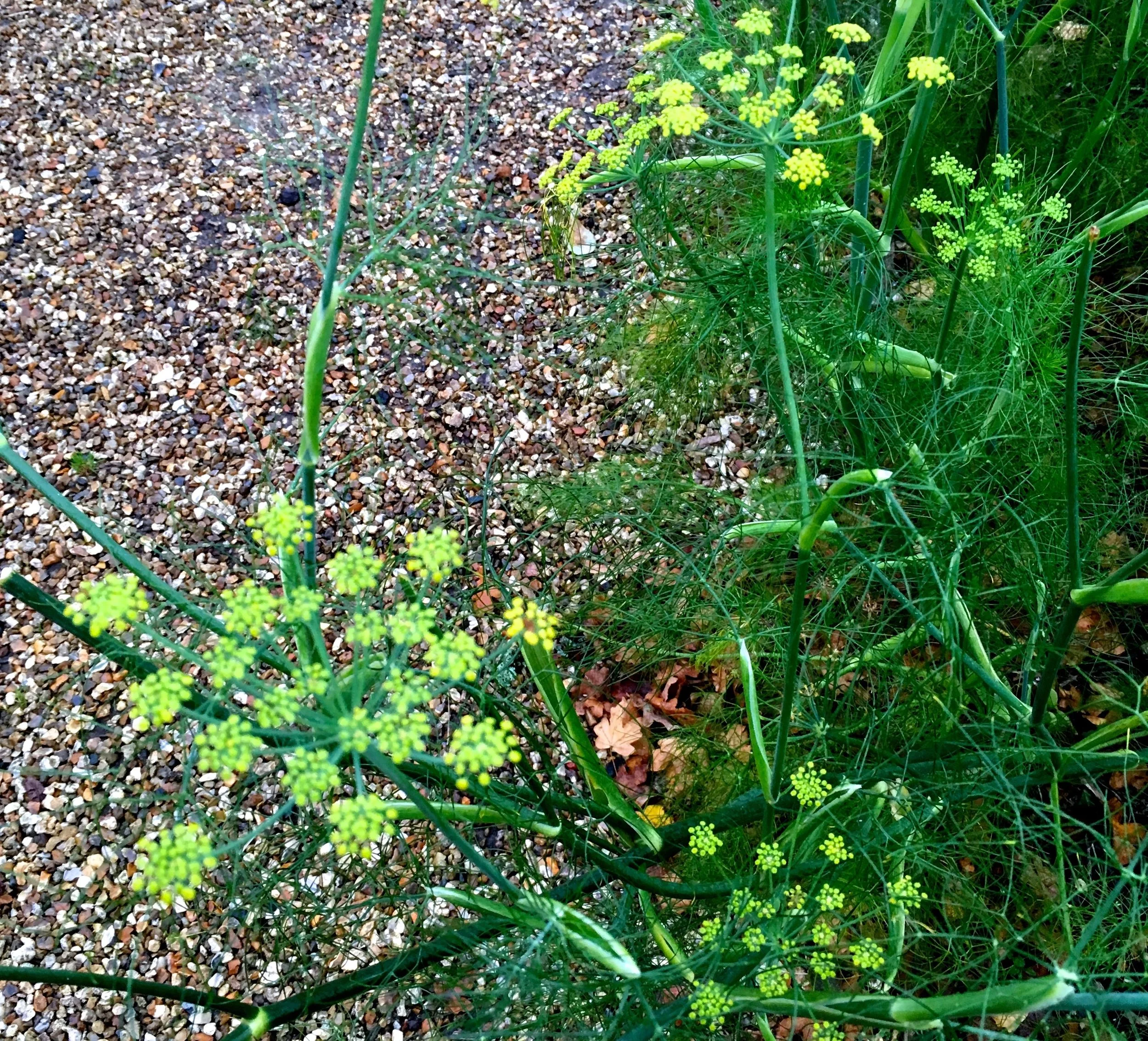 acid green flowering herbs