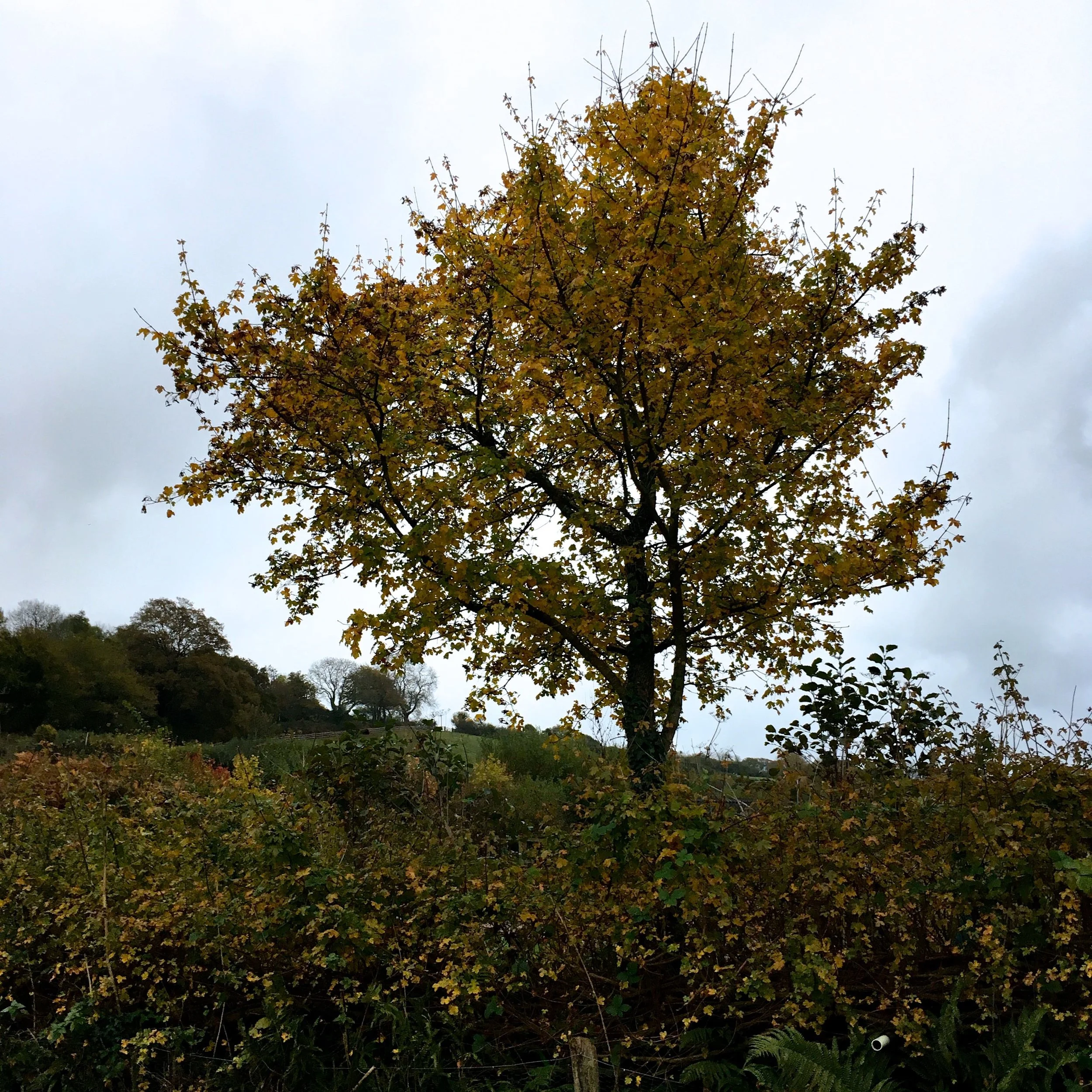November, and one  of the trees' foiliage turning yellow