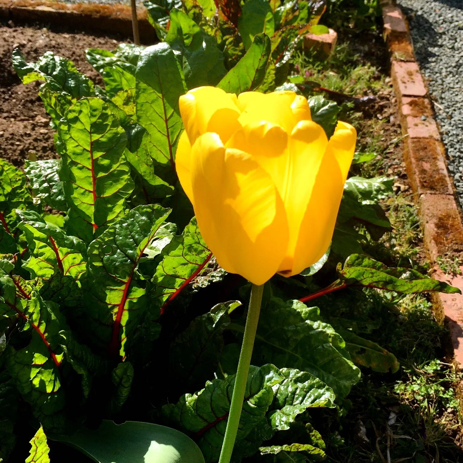 A cheeky tulip in the chard