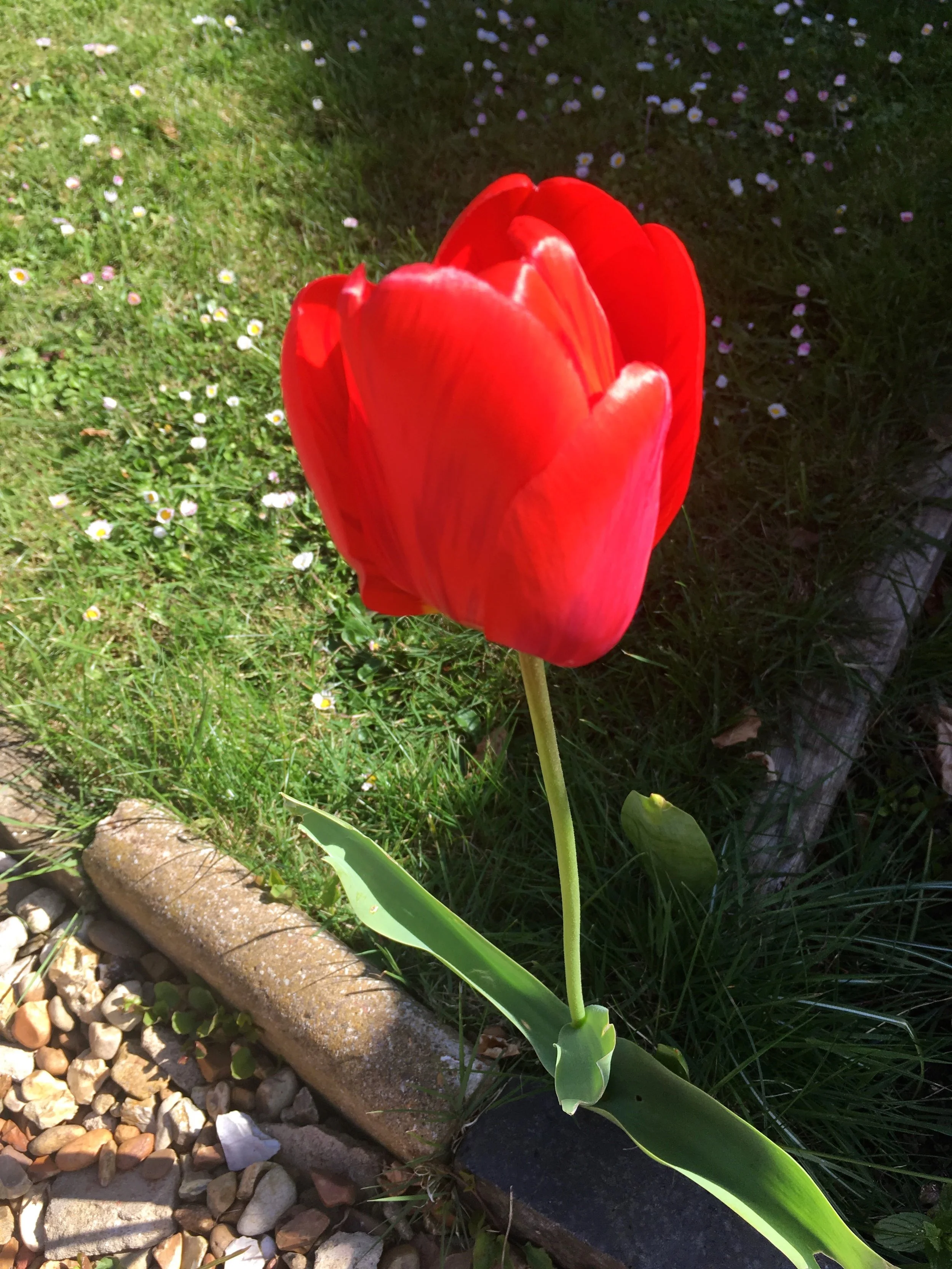 Shade or sun, this tulip can't quite decide