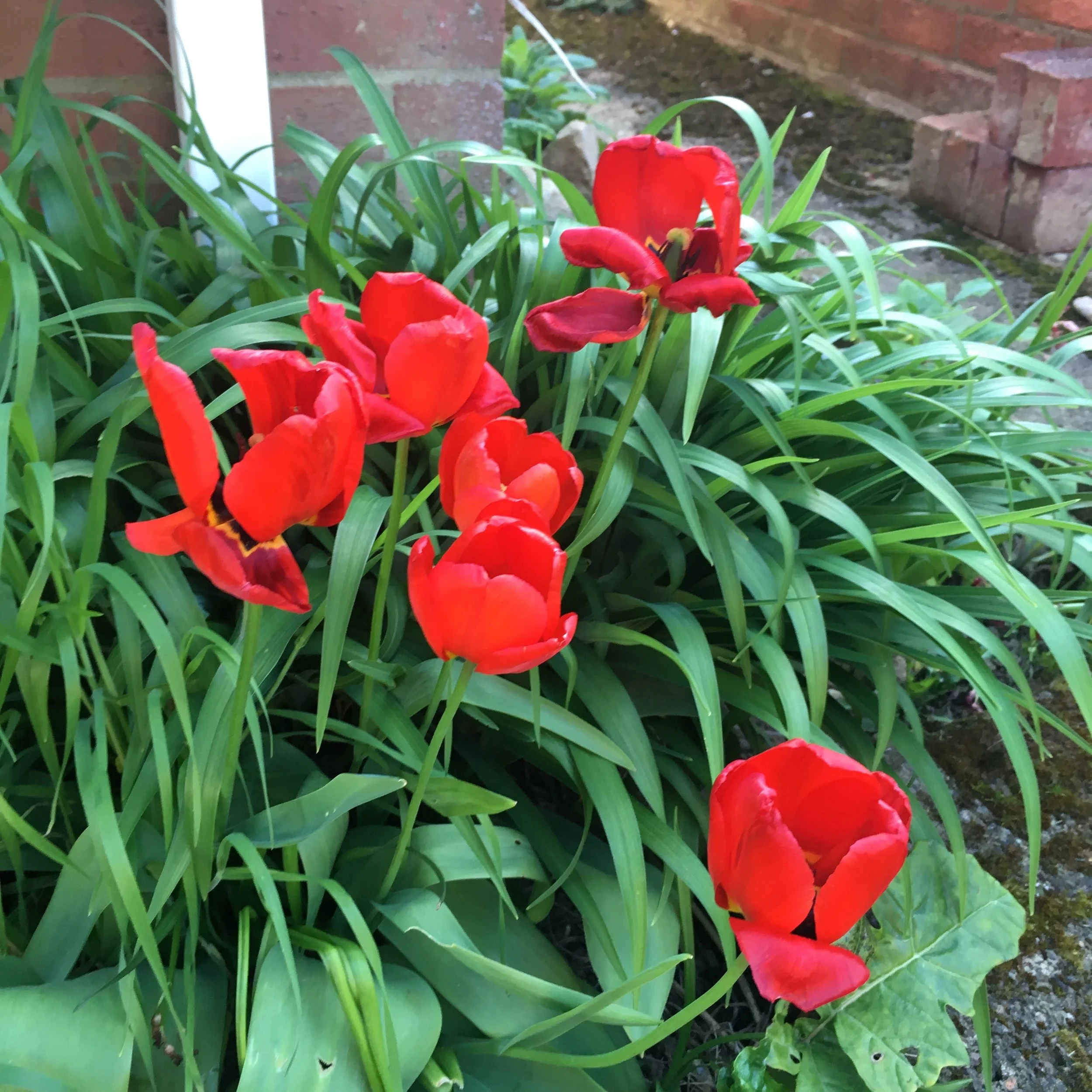 borrowing the foliage from other spring bulbs