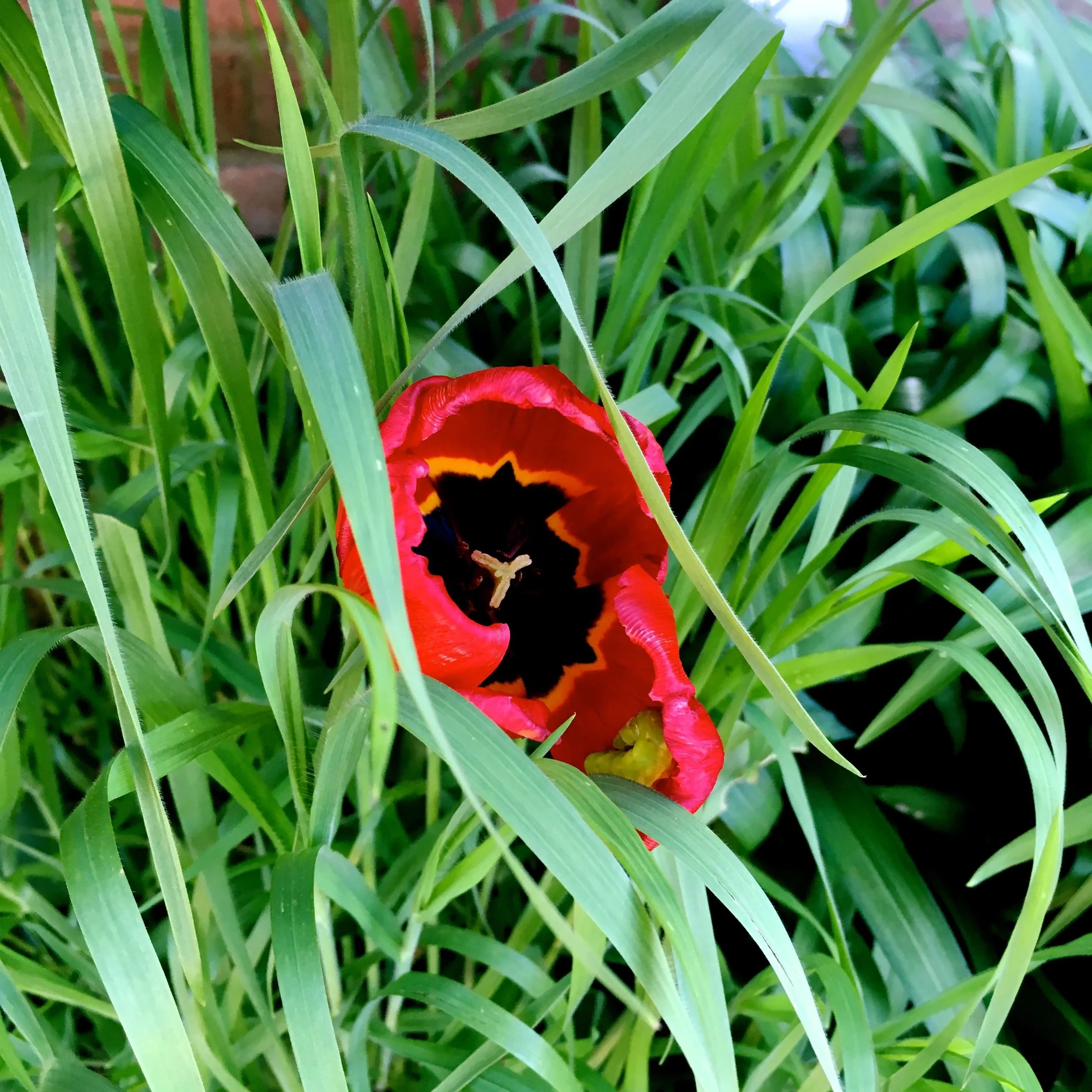 Peering into the dark centre of the tulip