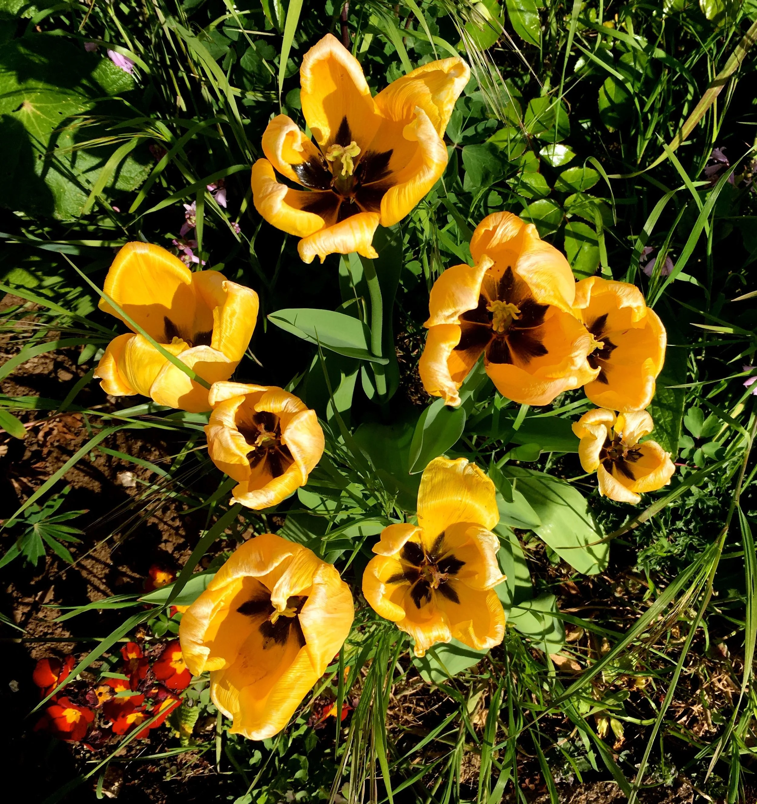 And a group of top down yellow tulips