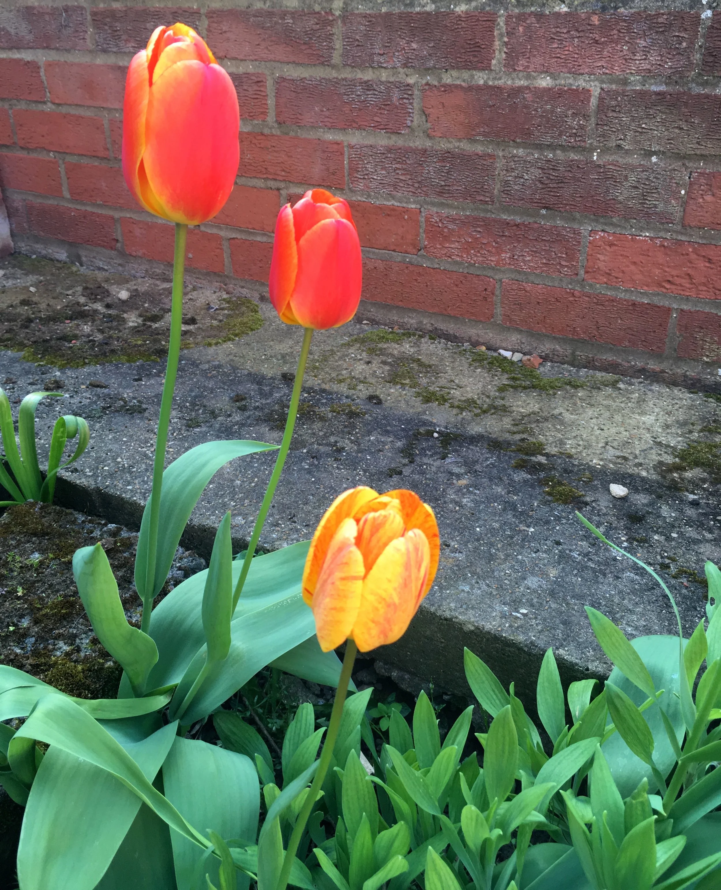 Red plus yellow equals orange, or pretty tulips