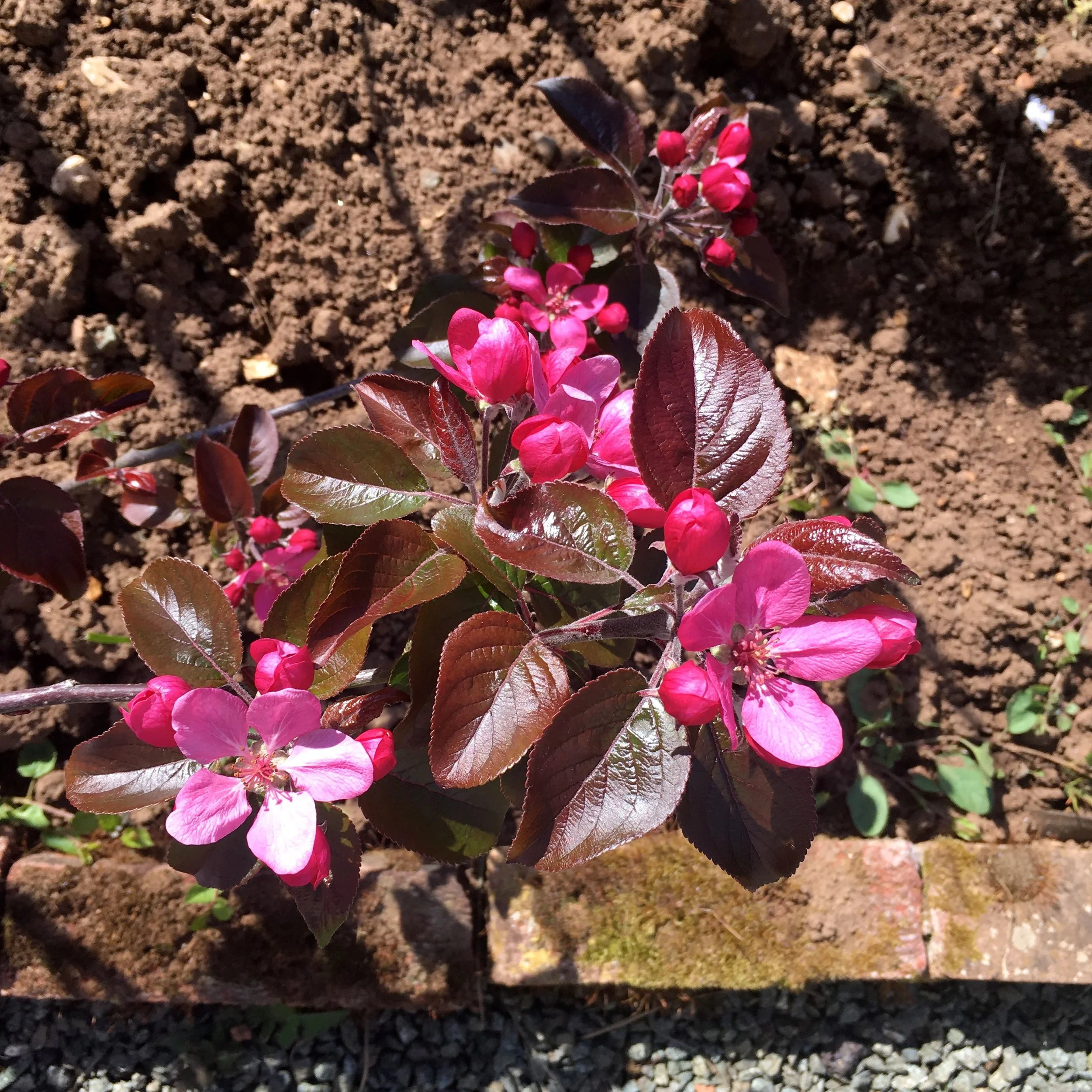 apple blossom on a heavily laden branch
