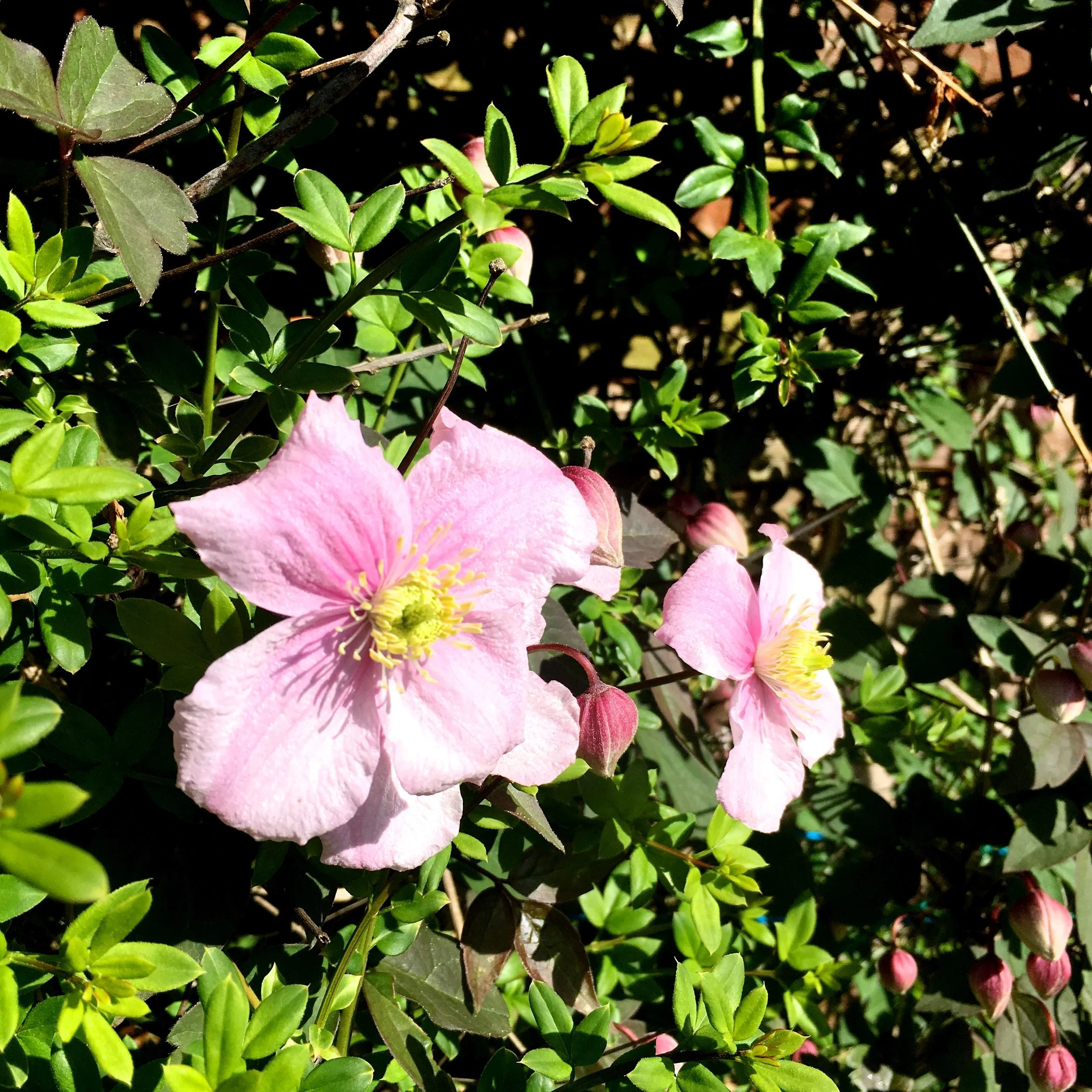 The Norfolk clematis is already in flower