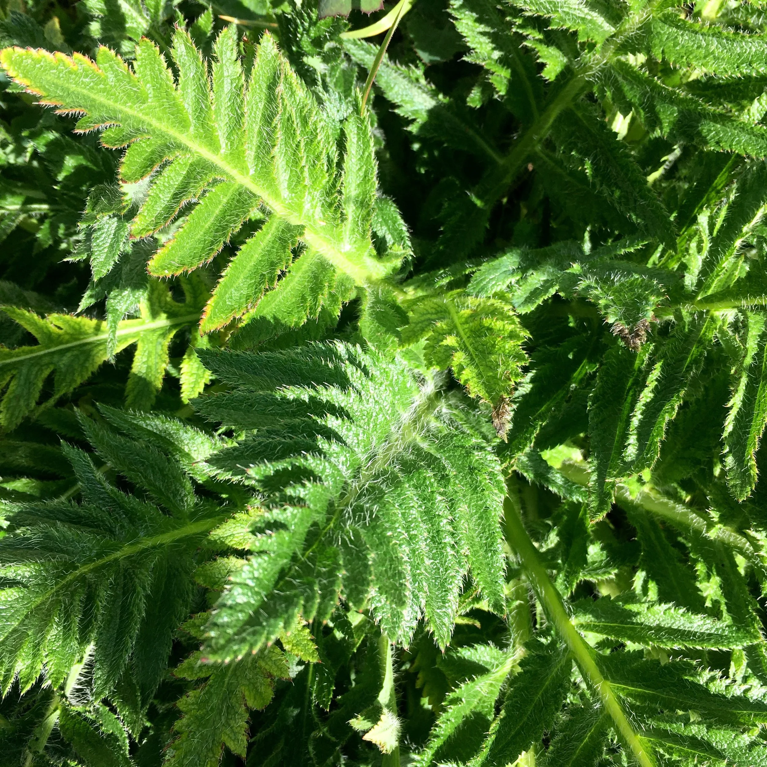 foliage of what looks like it'll be a giant poppy