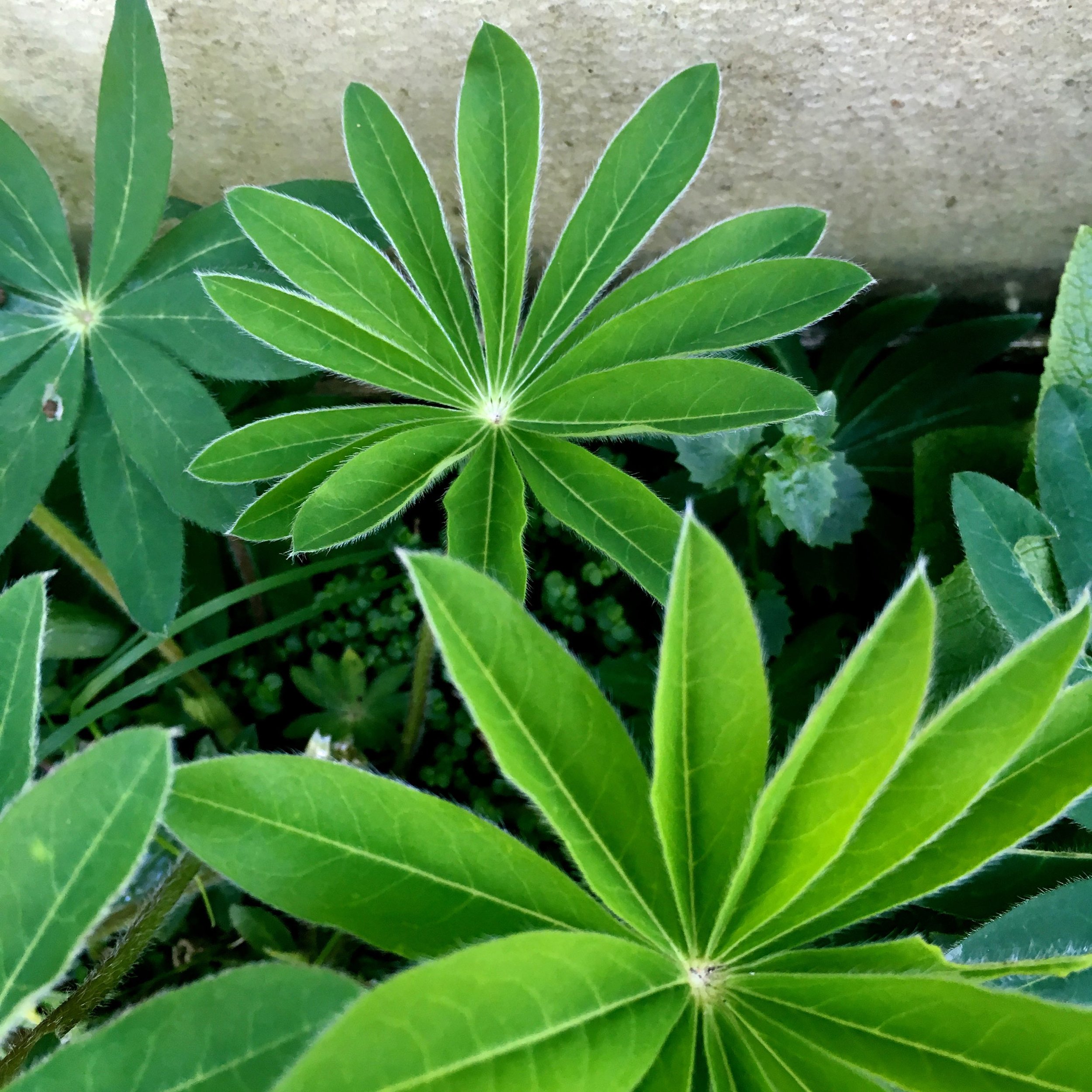 And luscious lupin leaves too