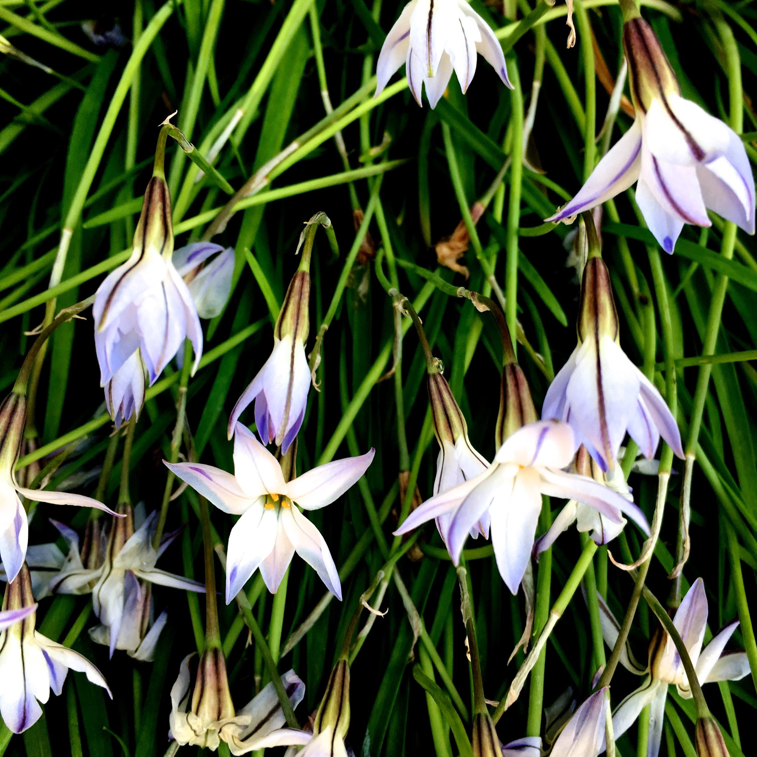 MYSTERY FLOWER NUMBER 1