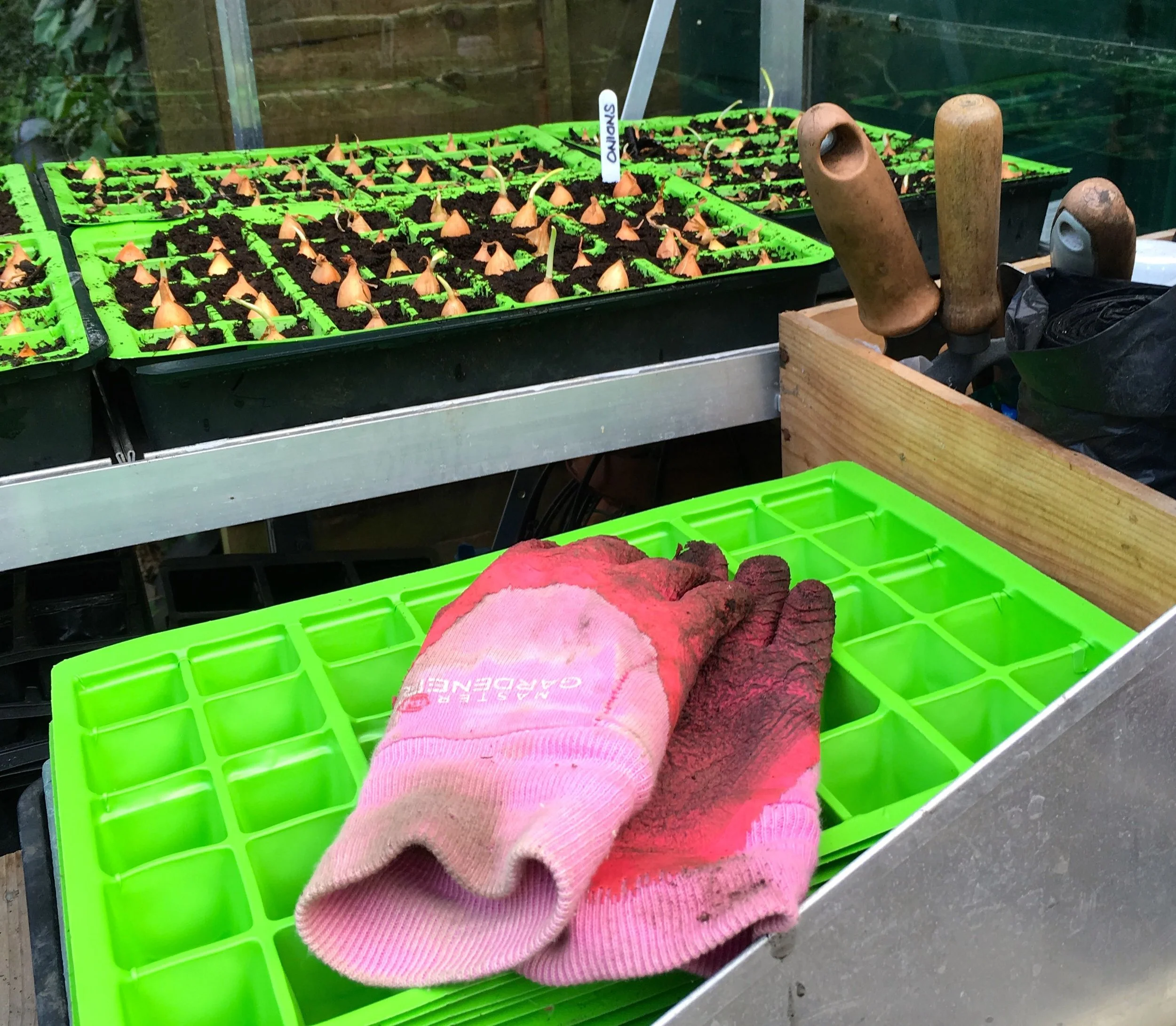 ONIONS GALORE, AND ALMOST TIME (AGAIN) FOR NEW GLOVES