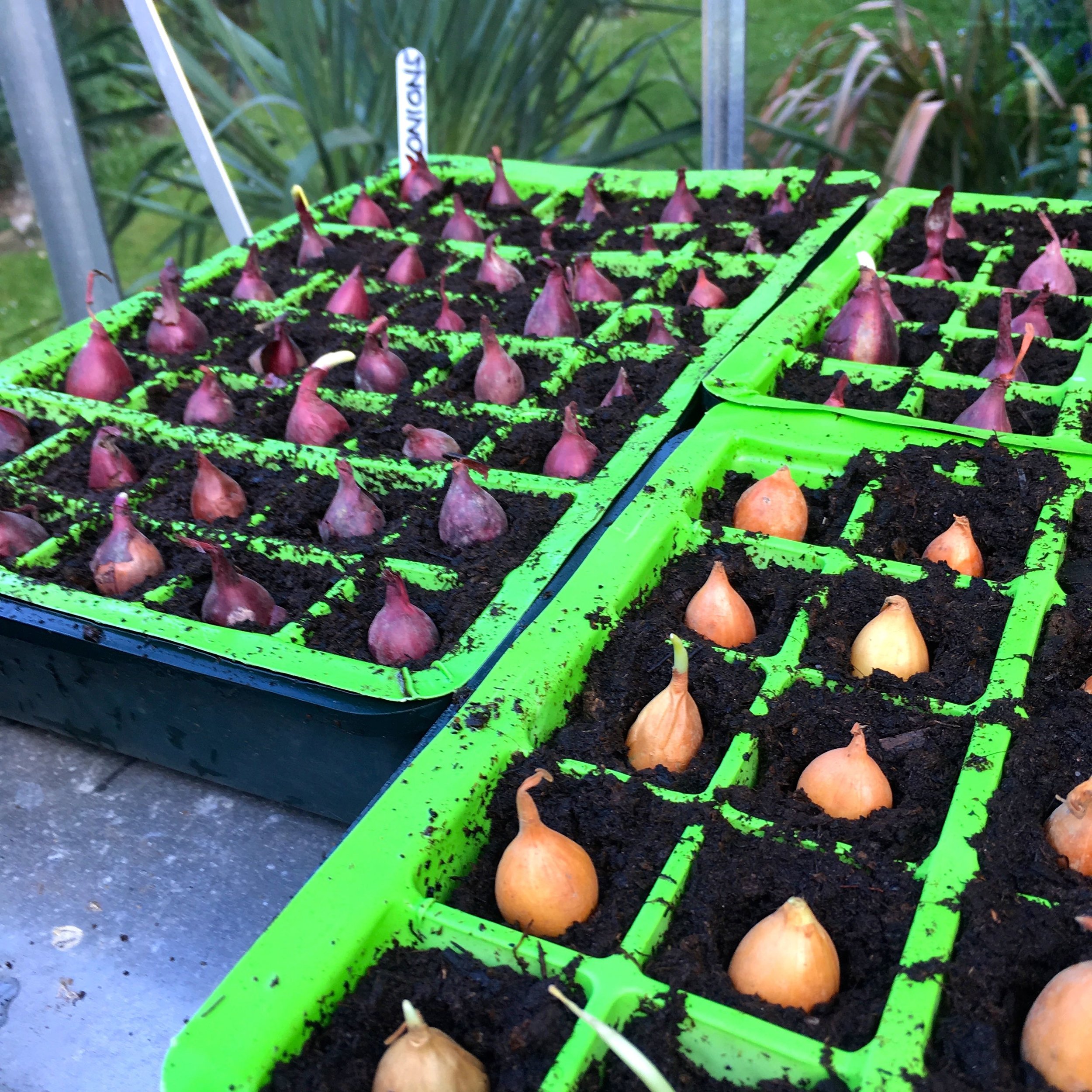 Just some of the onions I'm starting off in the greenhouse