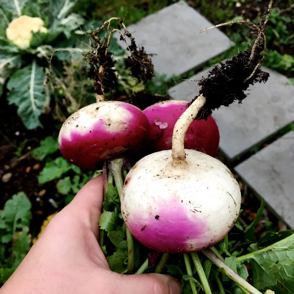 TURNIPS IN 2016
