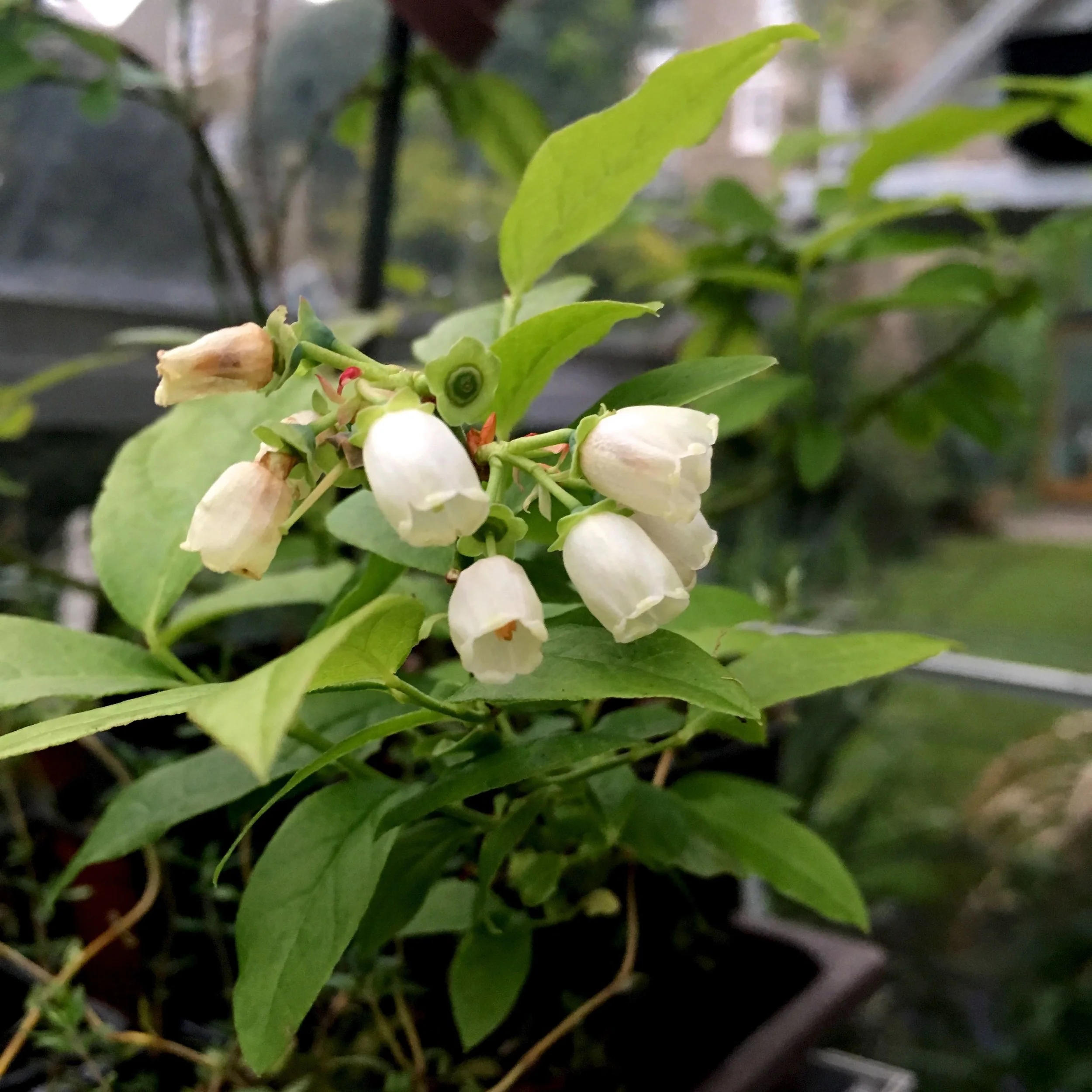 WILL THIS YEAR BE THE FIRST YEAR IT FRUITS?