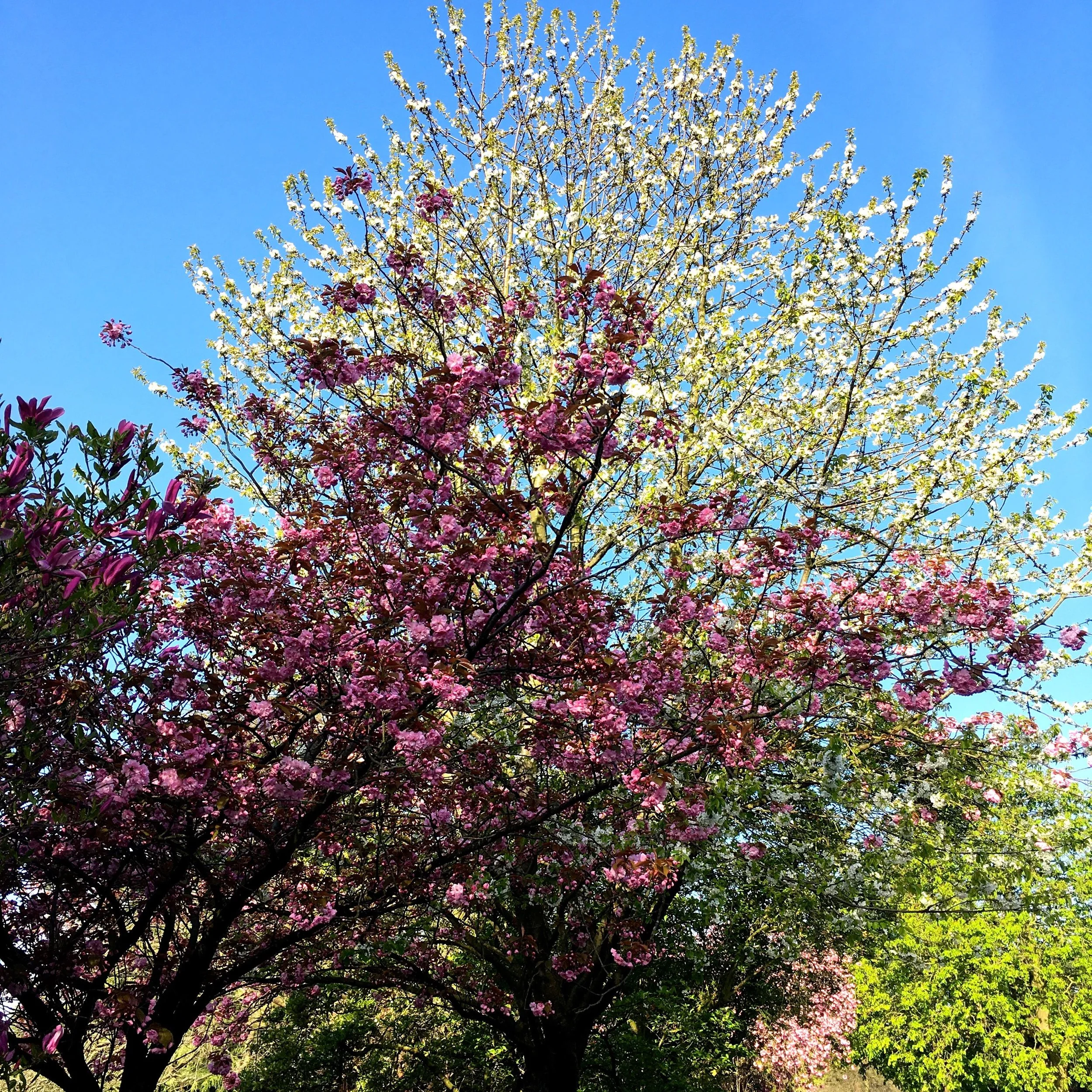 April in greenwich park was full of blossom - and often blossomtastic