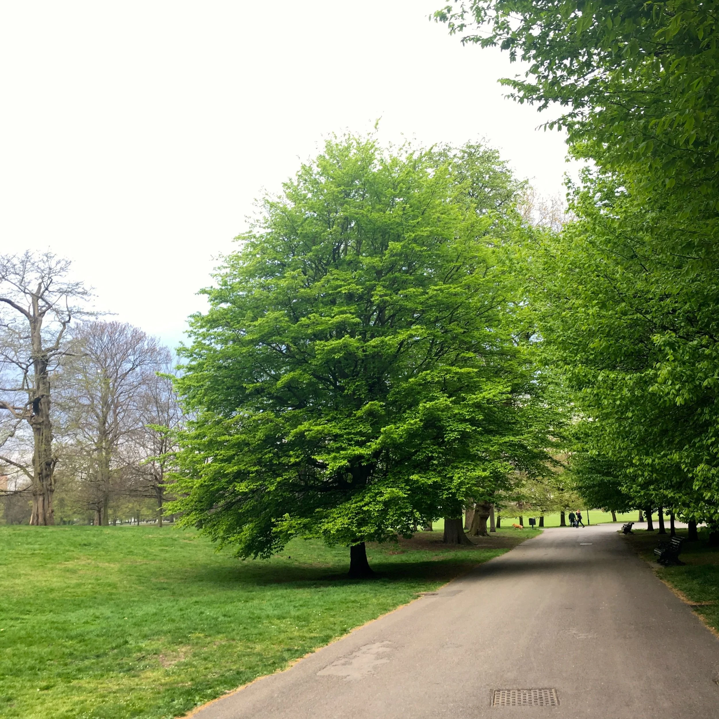 My tree is now in full leaf and looking resplendent in greenwich park this april