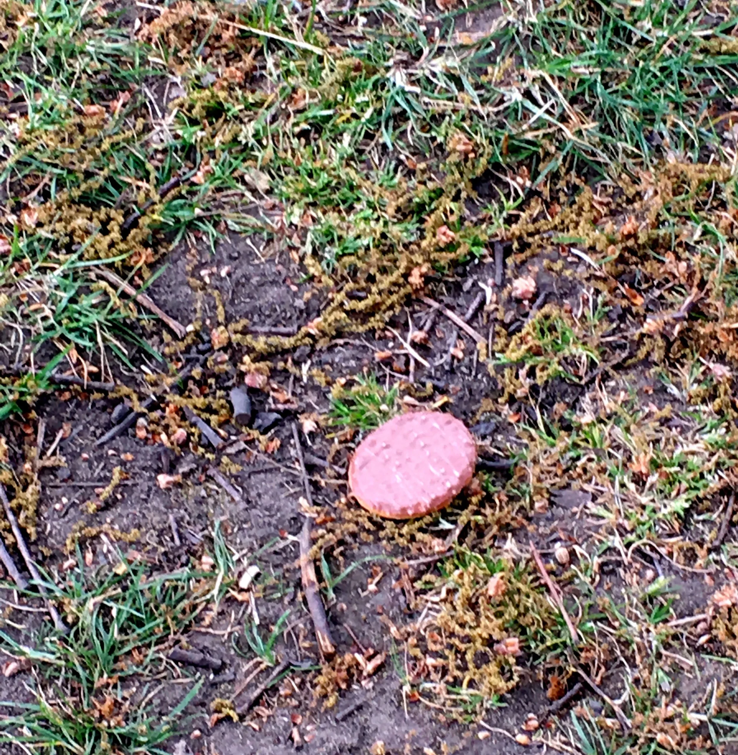 This chocolate biscuit fell from the tree and narrowly missed me, looking up, it wasn't a dream come true just a raven losing his bounty in Greenwich Park