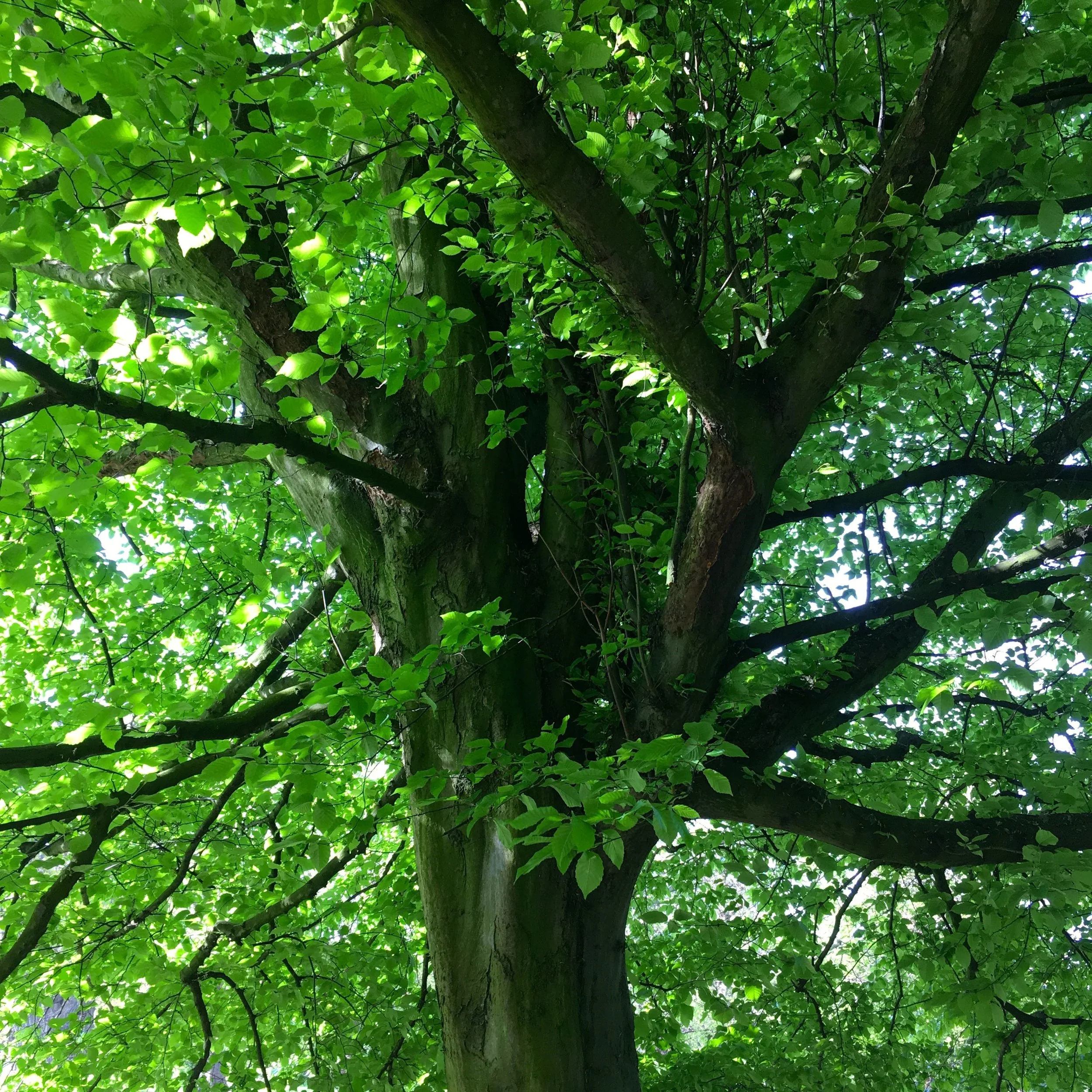 under the canopy of trees in greenwich park london
