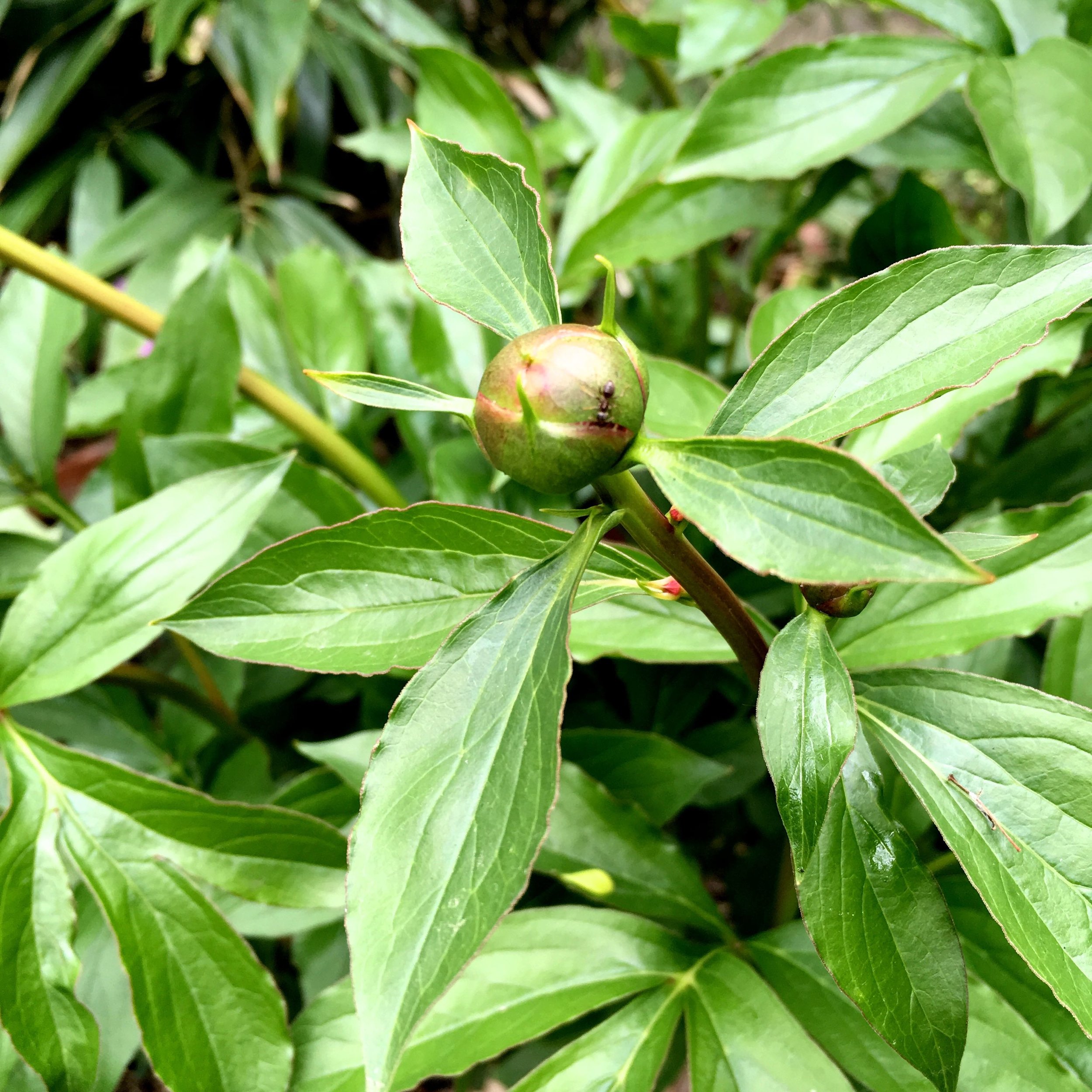 All of my three peonies are in bud for the first time - yay!