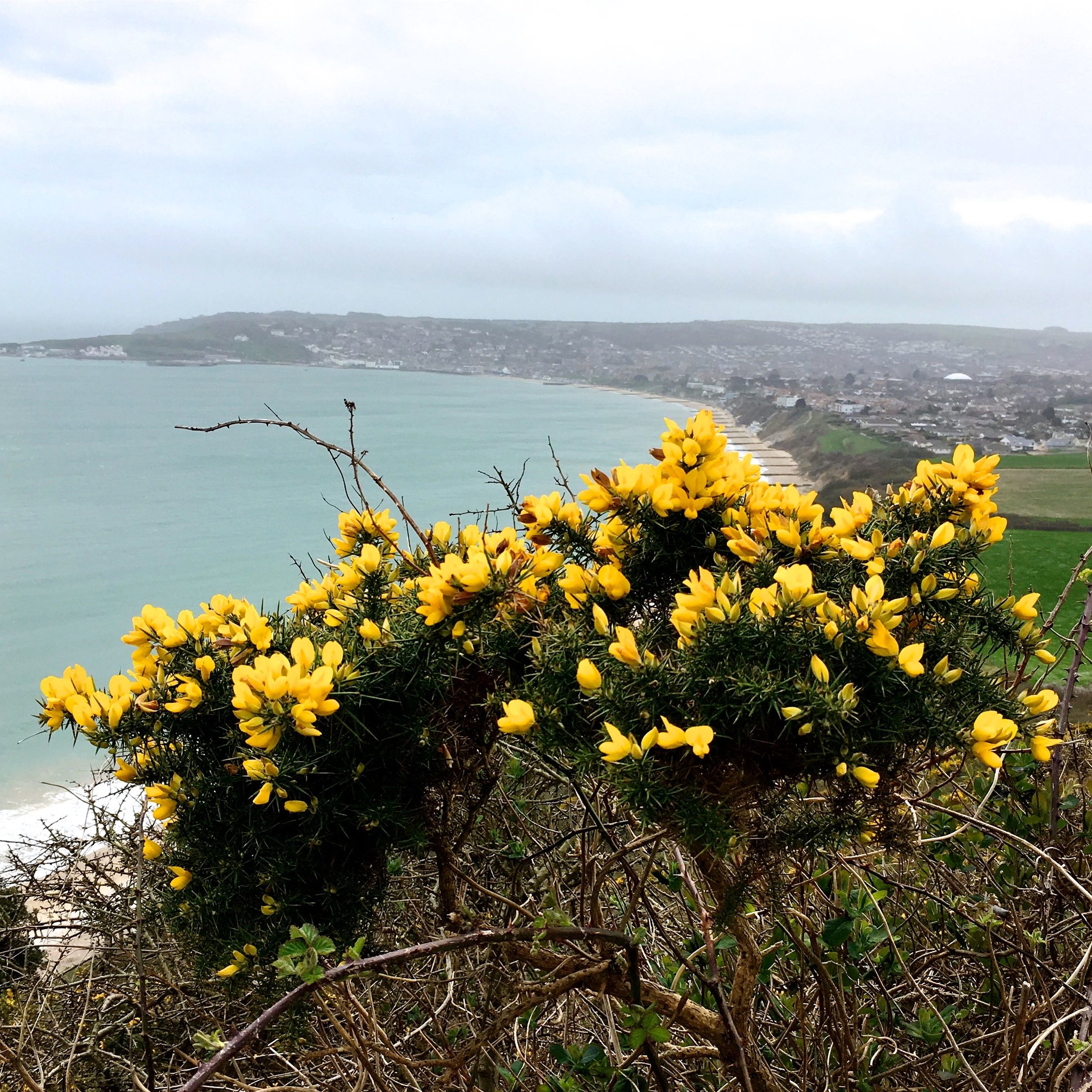 A look back to where we'd come from, again with the gorse framing our view