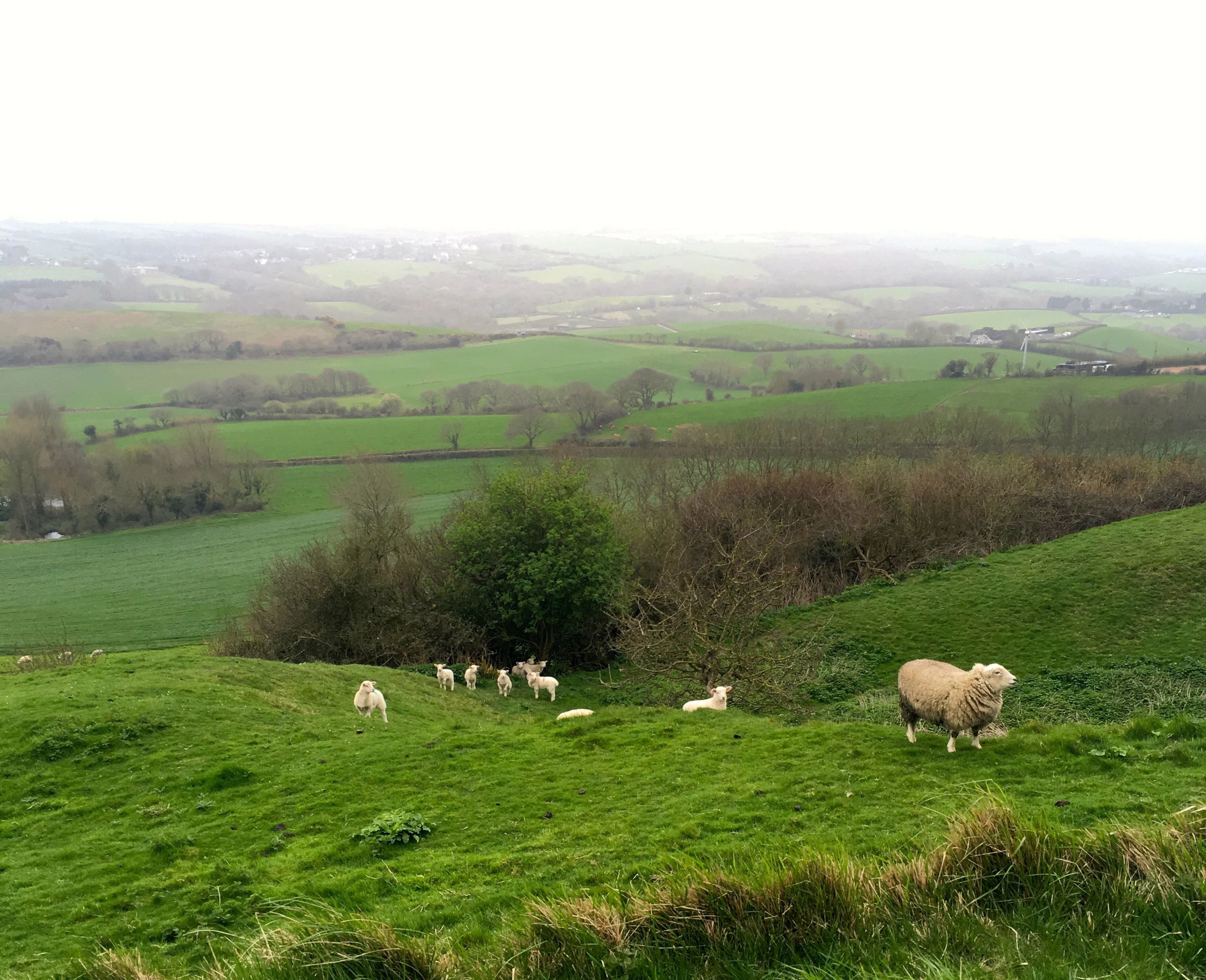 looking inland across the fields and trying not to disturb the sheep with their lambs