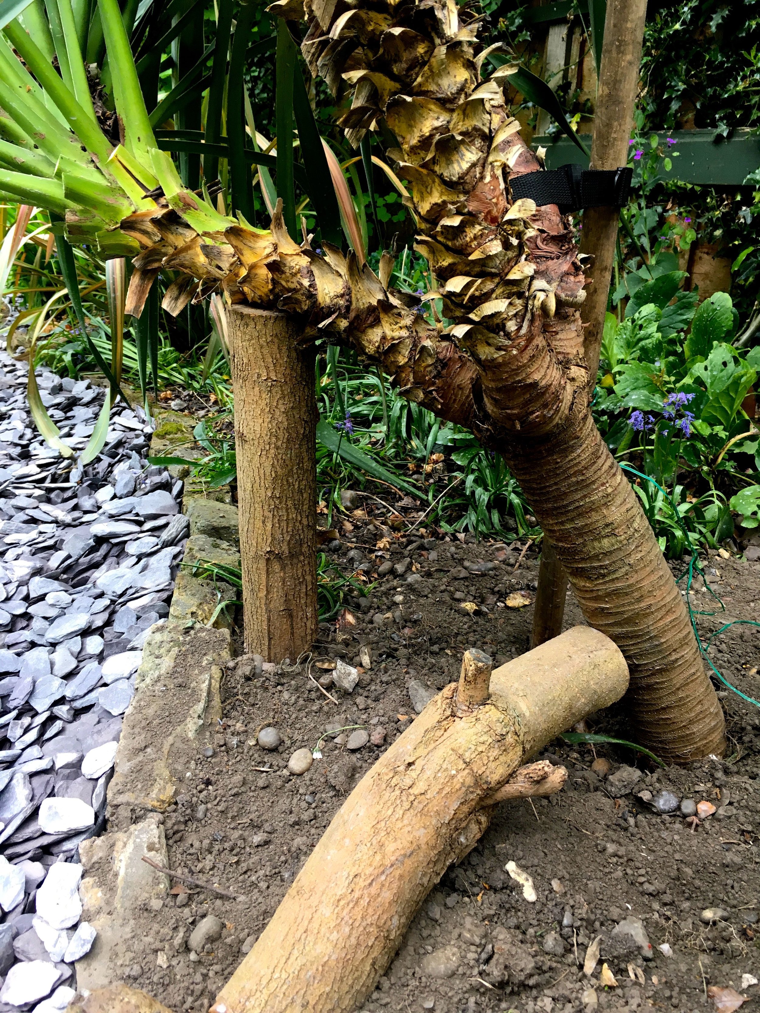 Using old lilac tree stumps to support my yucca.